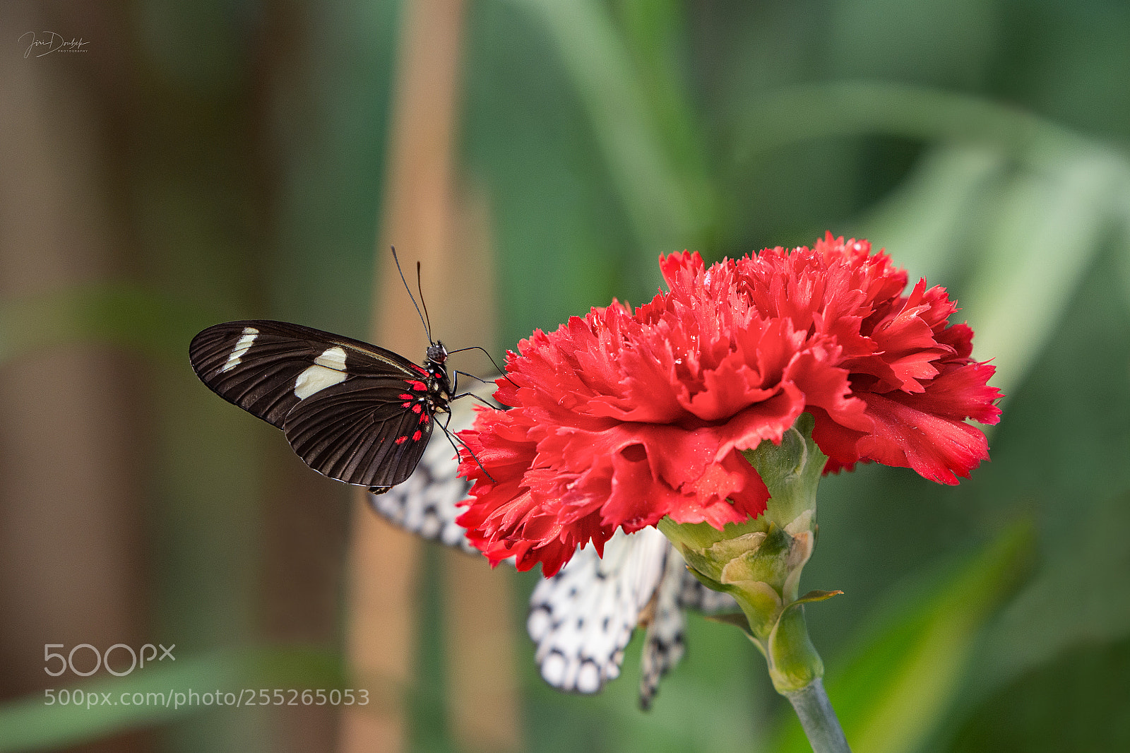 Nikon D7200 sample photo. Butterfly photography