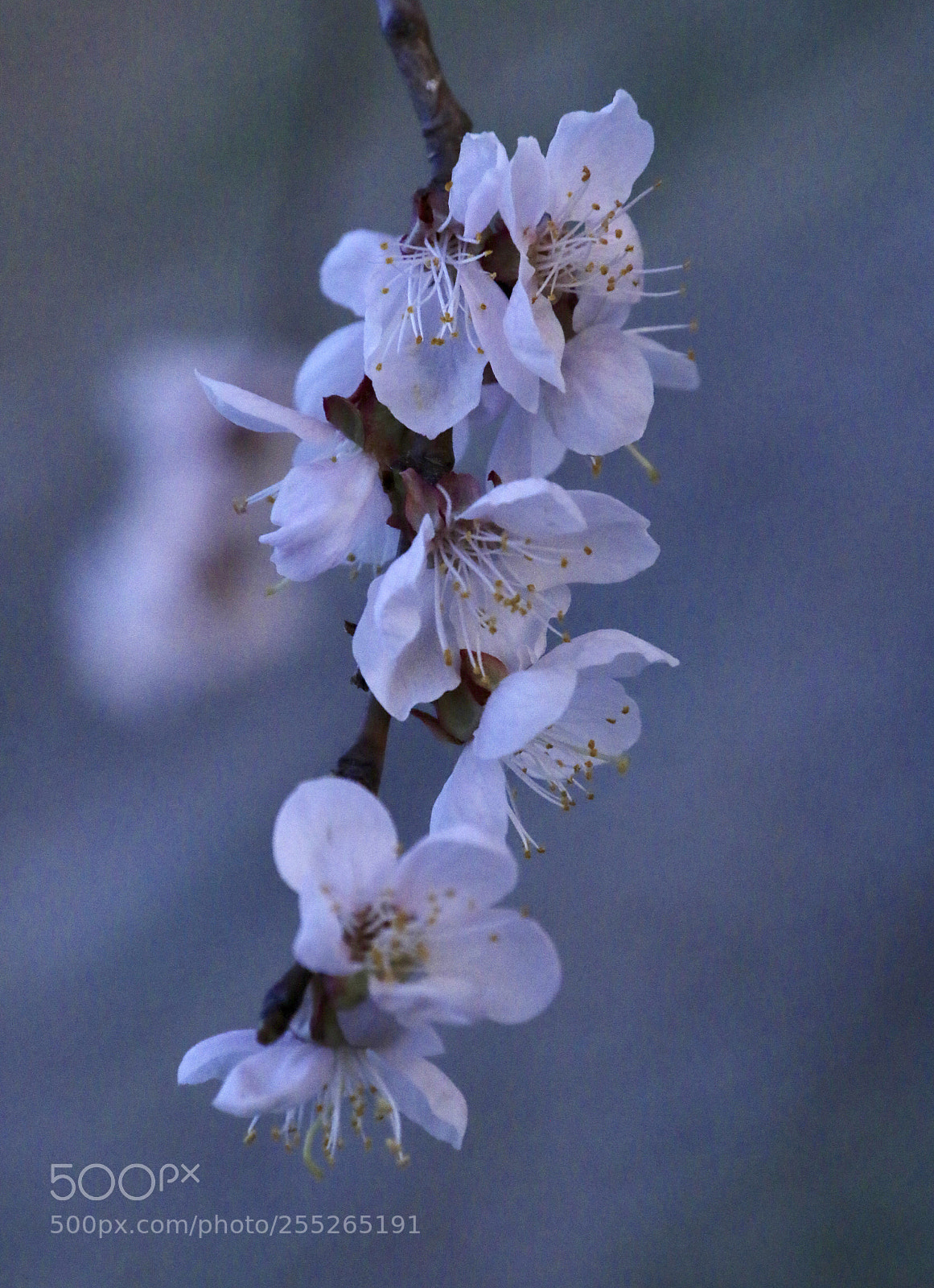 Canon EOS 70D sample photo. Plain and elegant photography