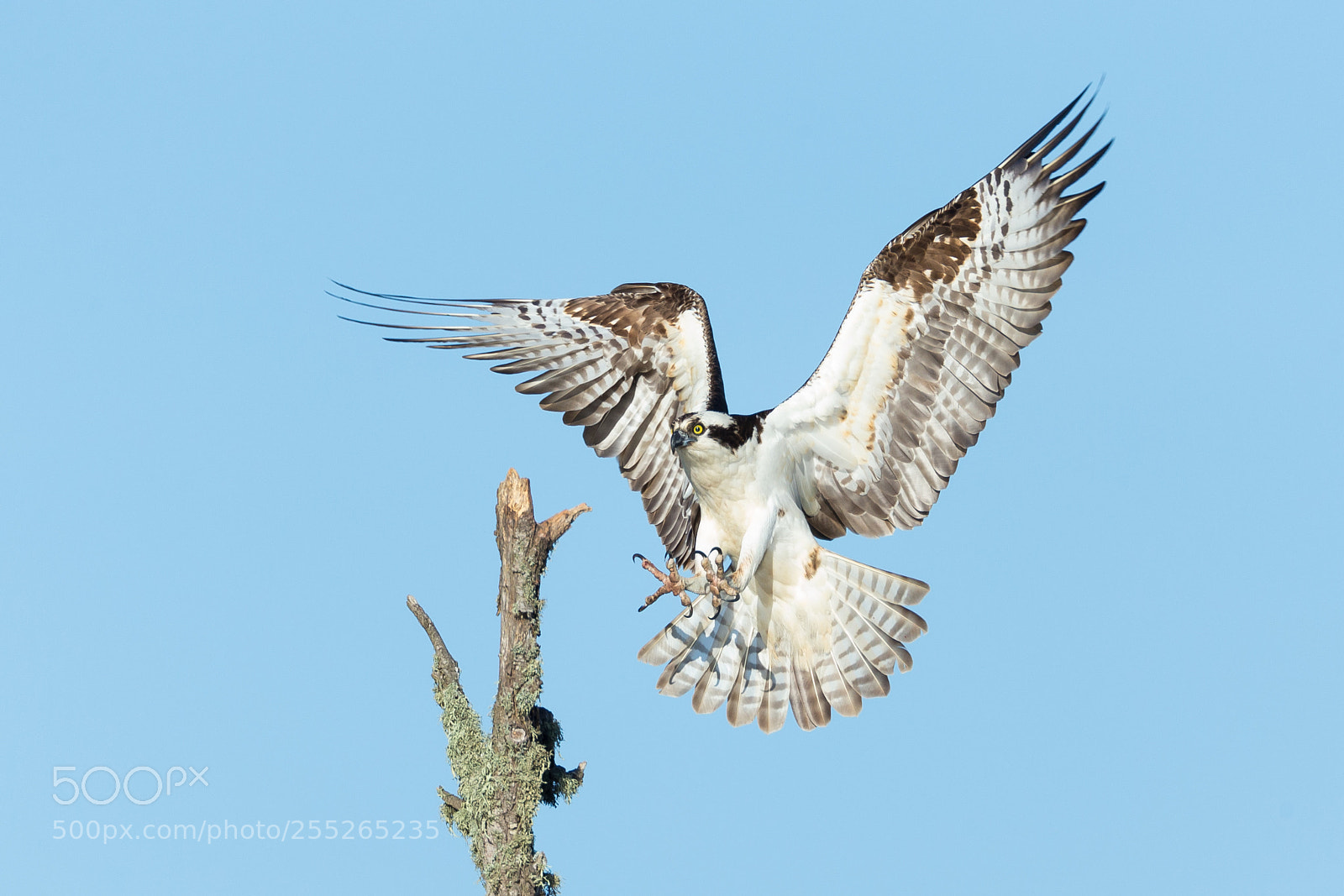 Canon EOS-1D X sample photo. Osprey landing photography