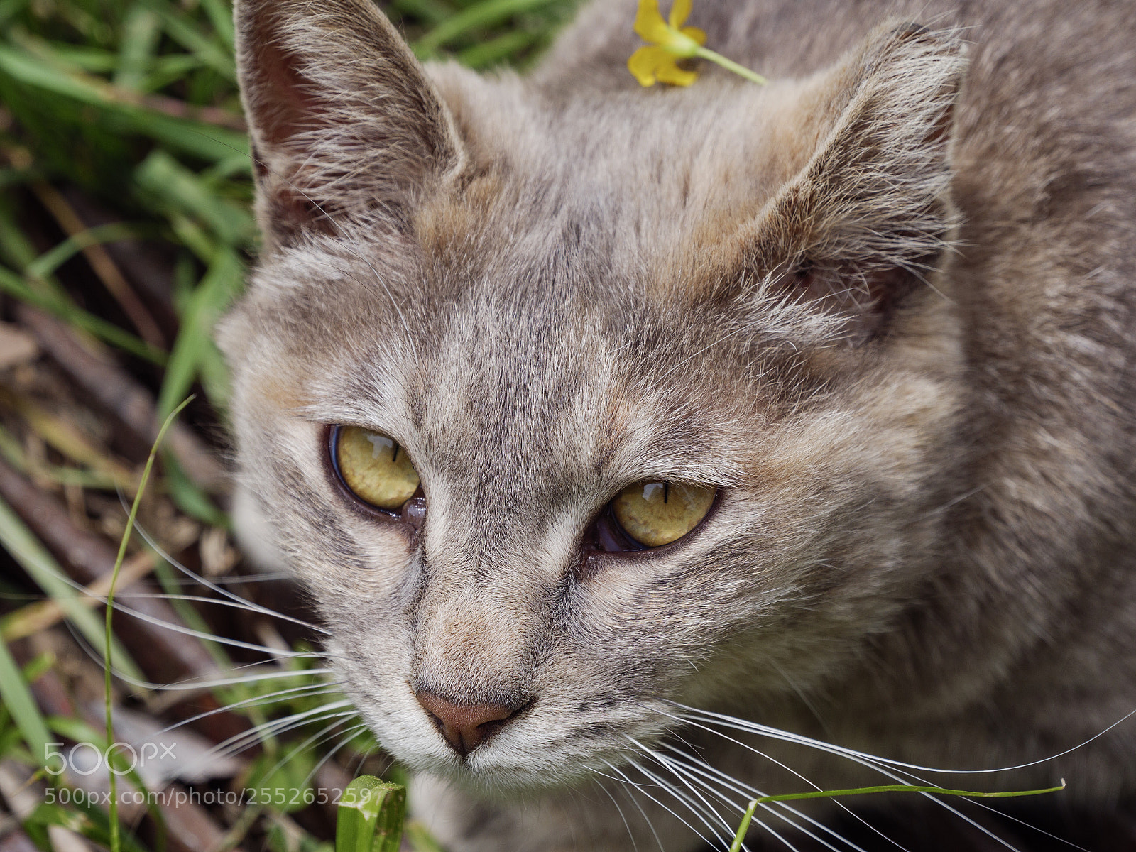 Panasonic Lumix DC-G9 sample photo. 등에 꽃을 진 길고양이 photography