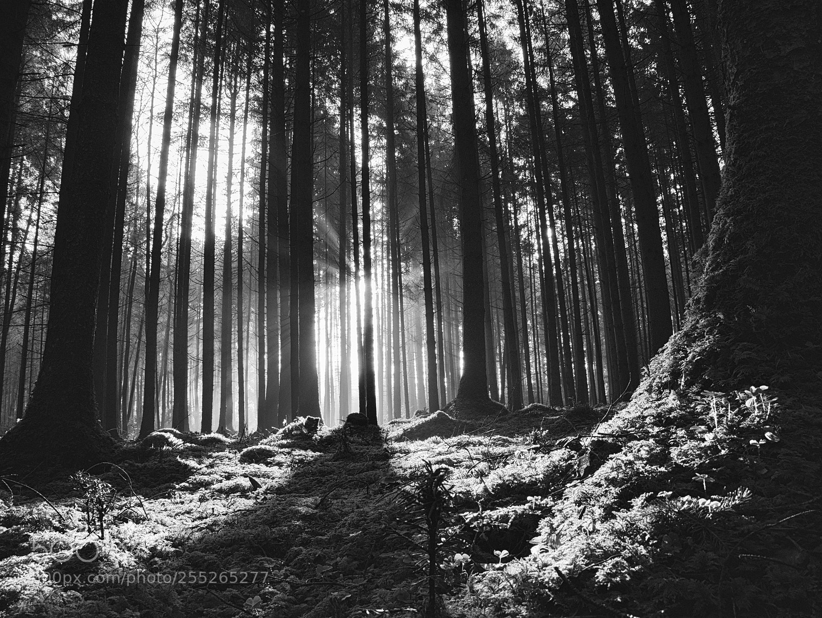Panasonic DMC-G81 sample photo. Morning in the forest photography