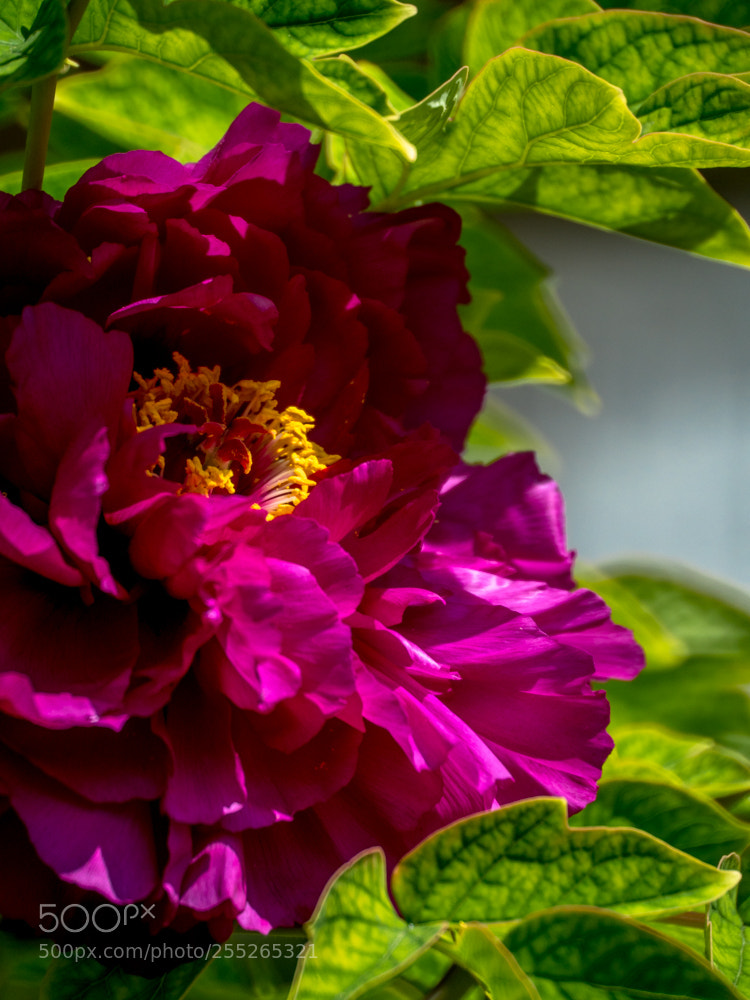 Olympus OM-D E-M1 Mark II sample photo. Untitled photography