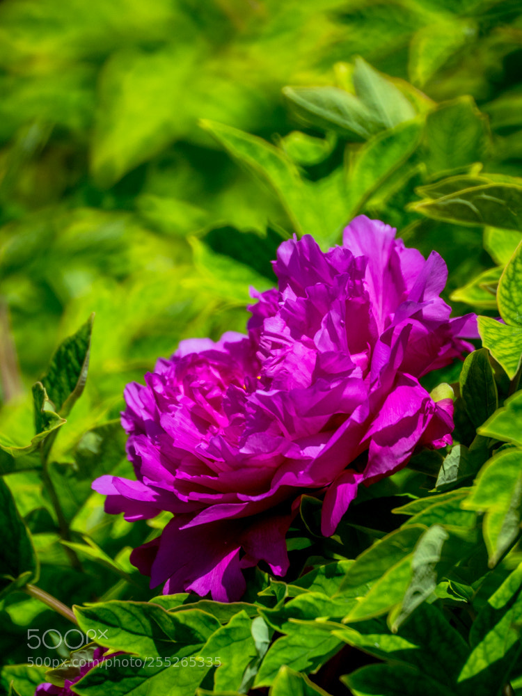 Olympus OM-D E-M1 Mark II sample photo. Untitled photography