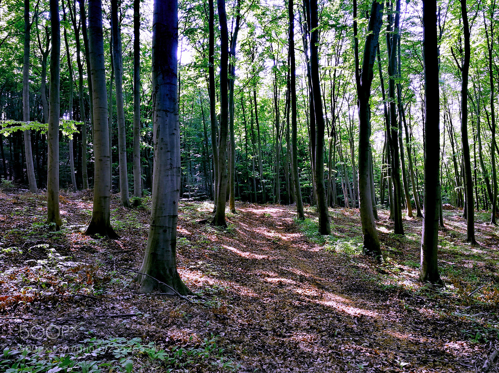 HUAWEI Mate 9 sample photo. Spring in the beech photography