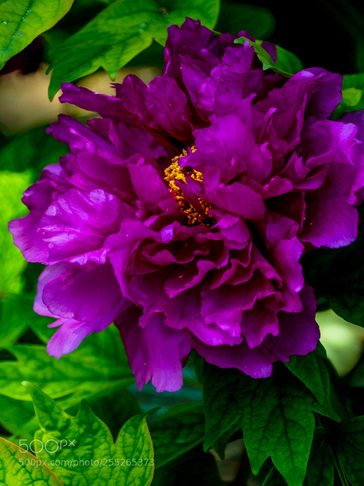 Olympus OM-D E-M1 Mark II sample photo. Untitled photography