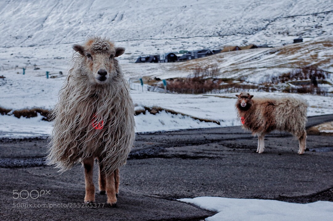 Ricoh GR II sample photo. Faroe sheep with long photography