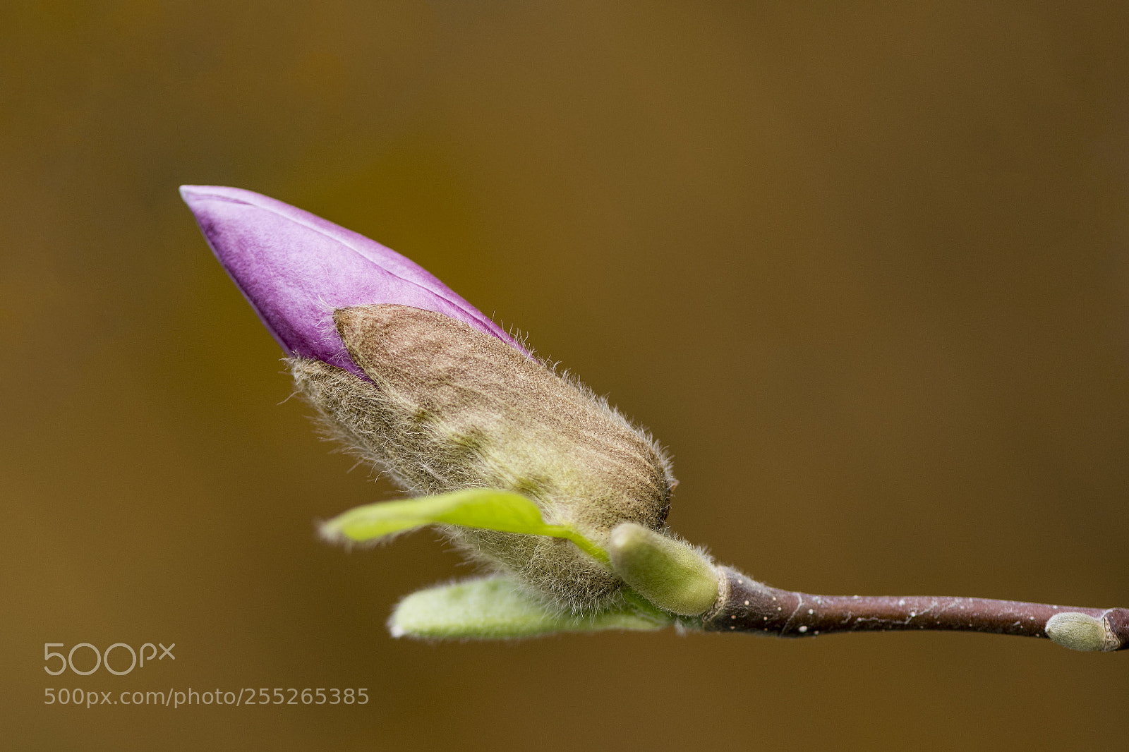 Nikon D500 sample photo. Budding magnolia photography
