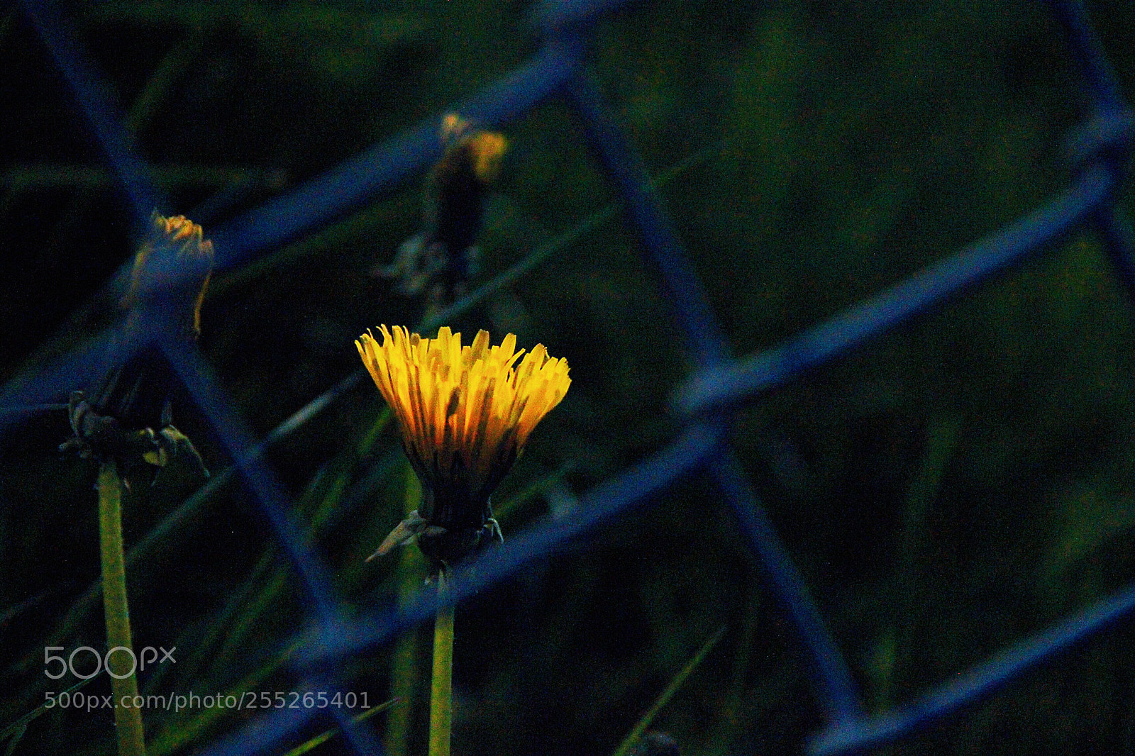Canon EOS 60D sample photo. Silence is golden  photography