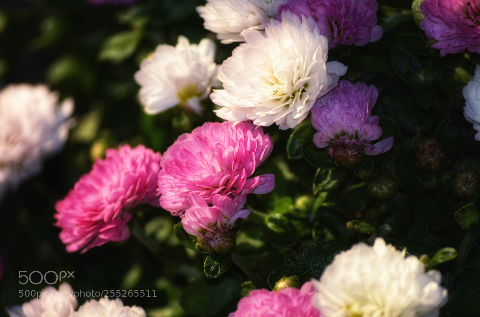 Nikon D5100 sample photo. Chamanthi pink and white photography