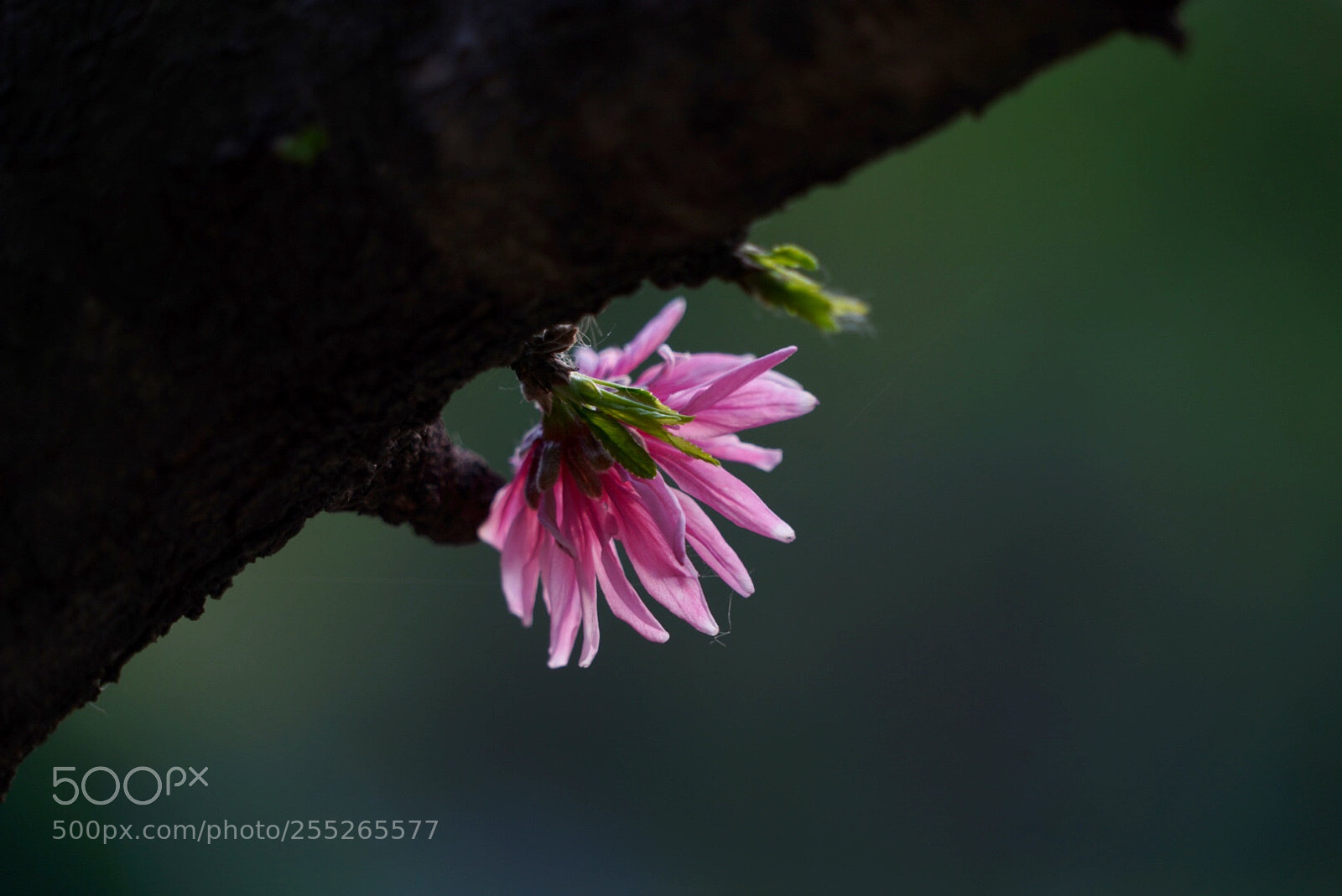 Sony a7R III sample photo. 菊花桃 photography