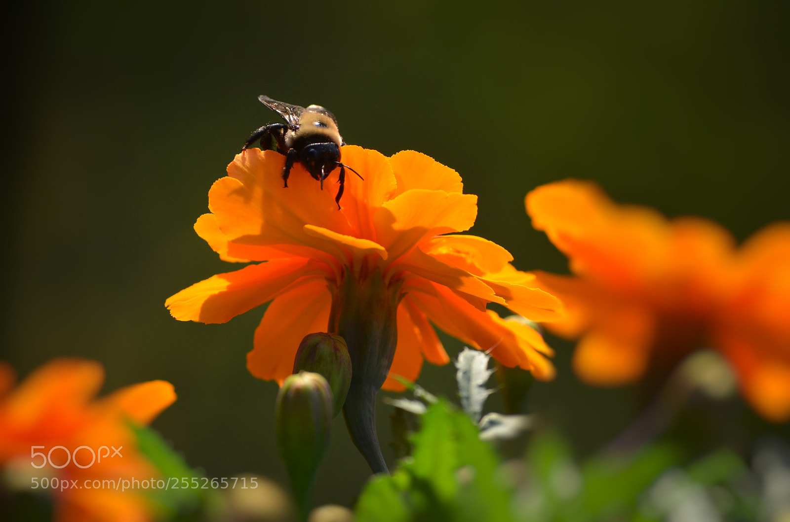 Nikon D5100 sample photo. Here for honey photography