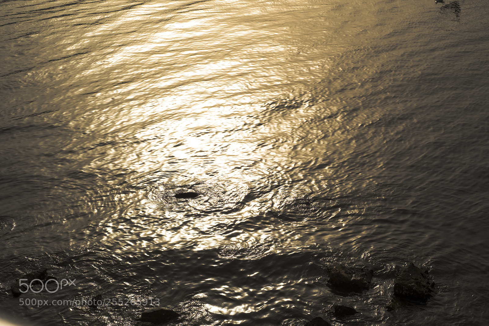 Nikon D810 sample photo. In a sea  no.10 photography