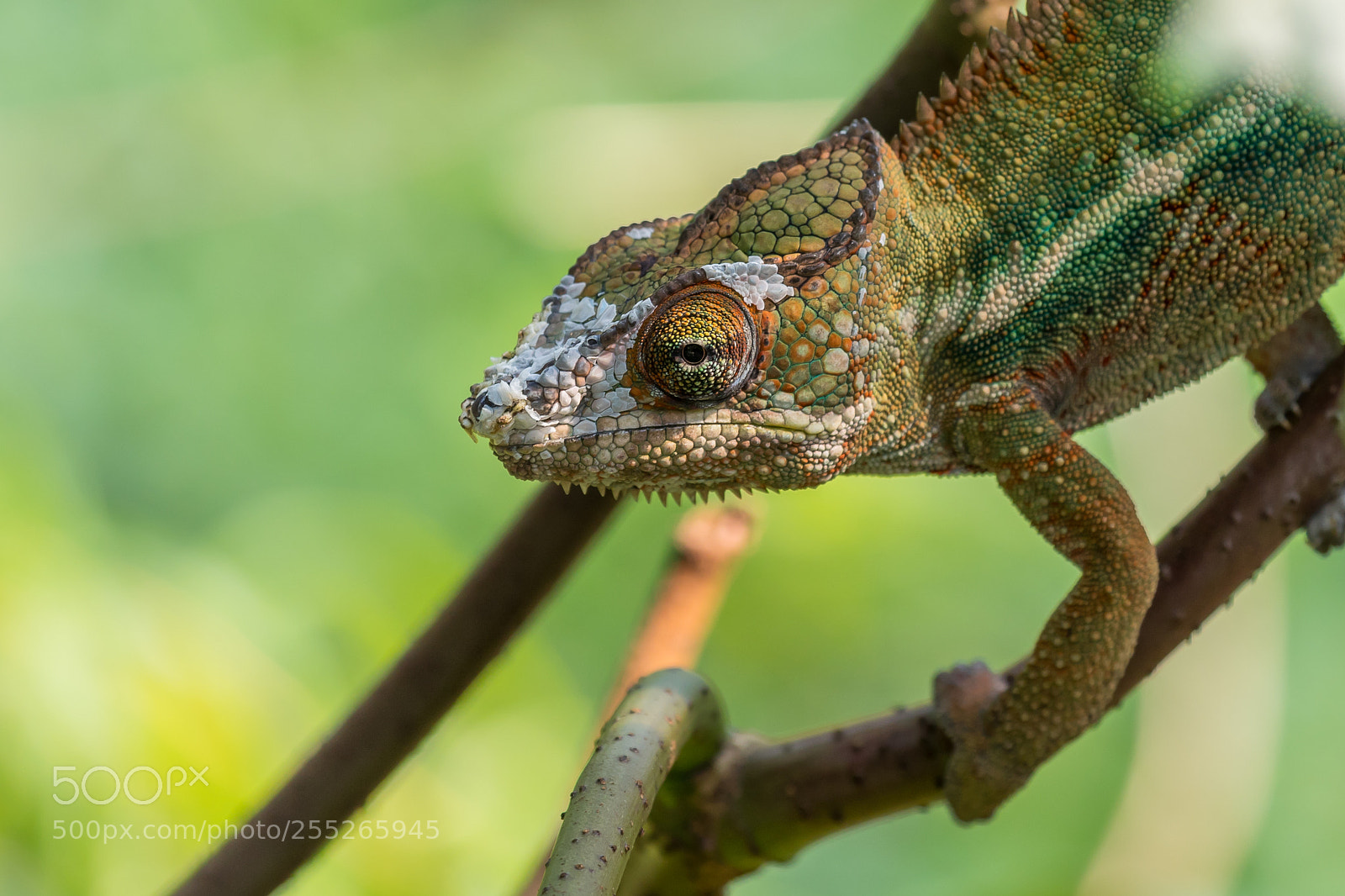 Canon EOS 5D Mark IV sample photo. Chameleon photography