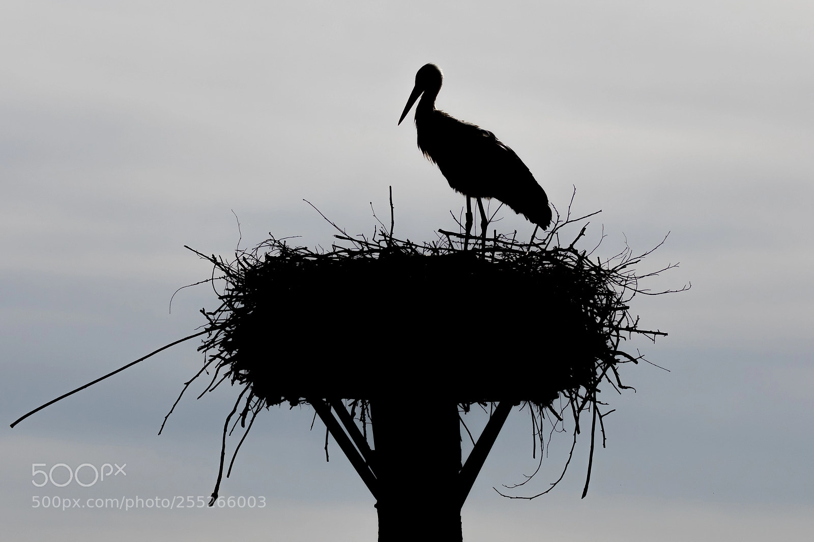 Canon EOS 5D Mark IV sample photo. Stork's nest photography