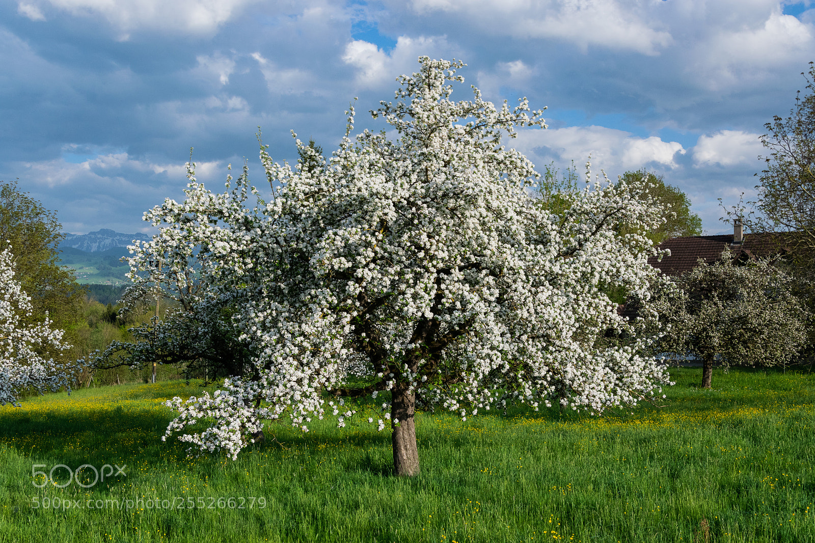 Nikon D5300 sample photo. Frühling photography