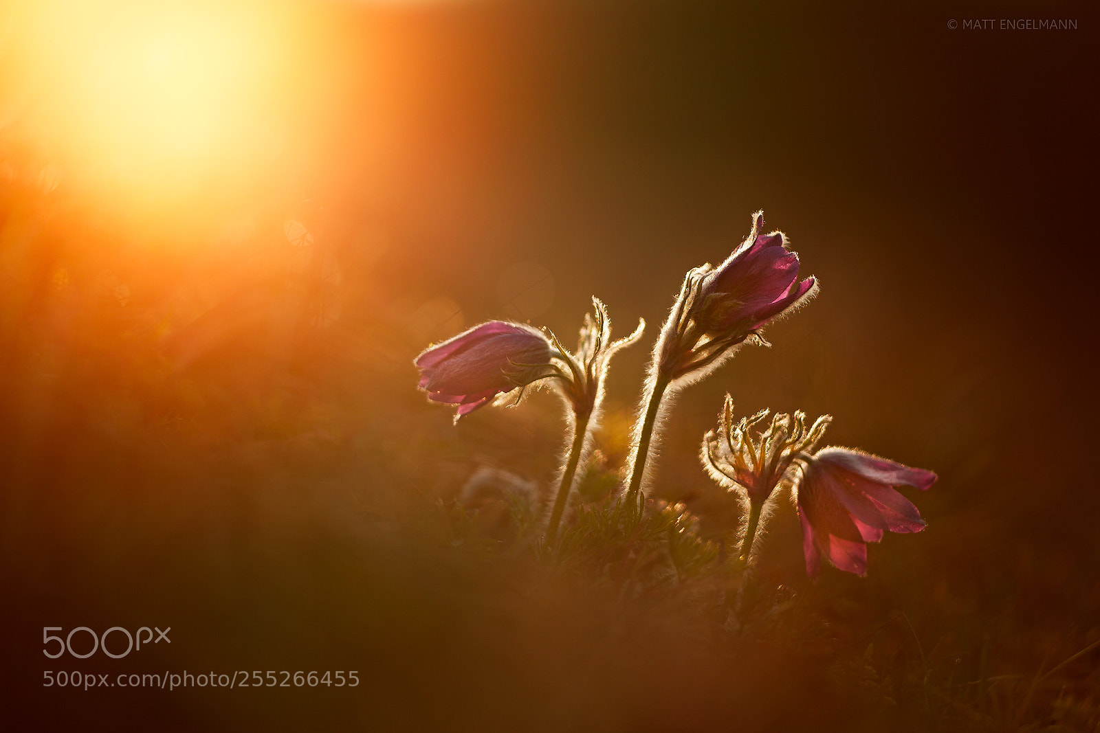 Canon EOS-1D X Mark II sample photo. Touched by the light photography