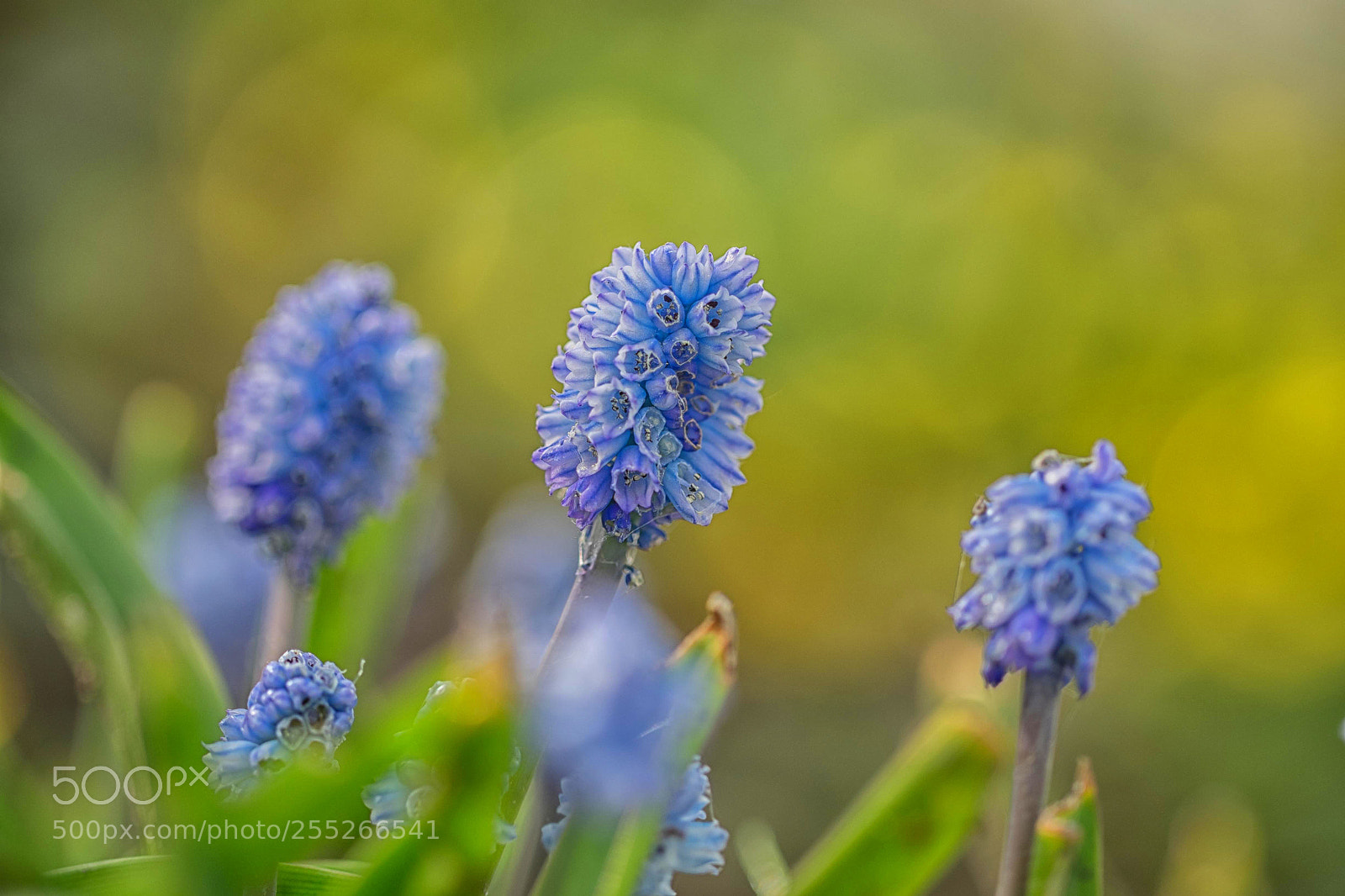 Fujifilm X-T1 sample photo. Springtime flower photography