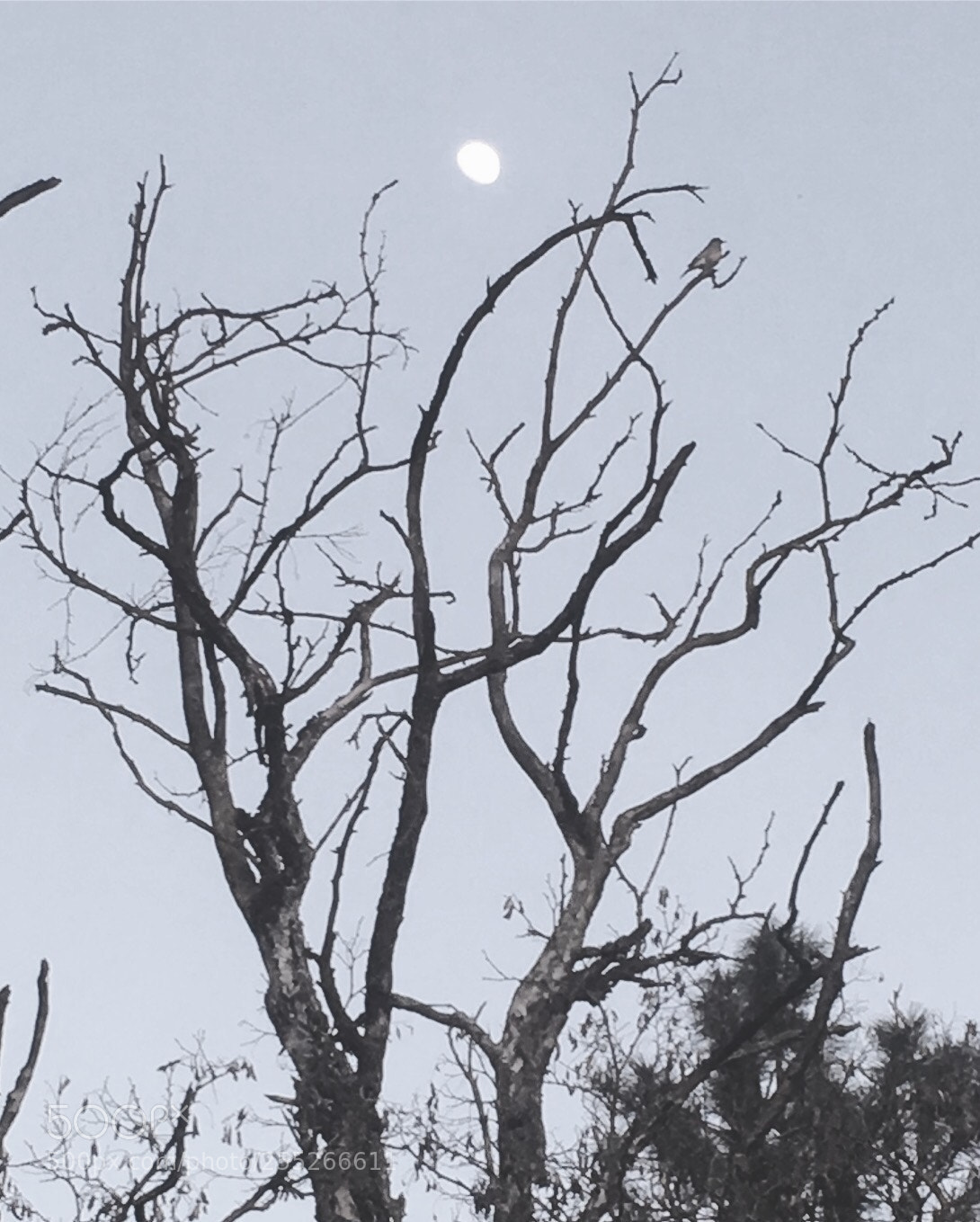 Apple iPhone 6s Plus sample photo. Moon bird dan h photography