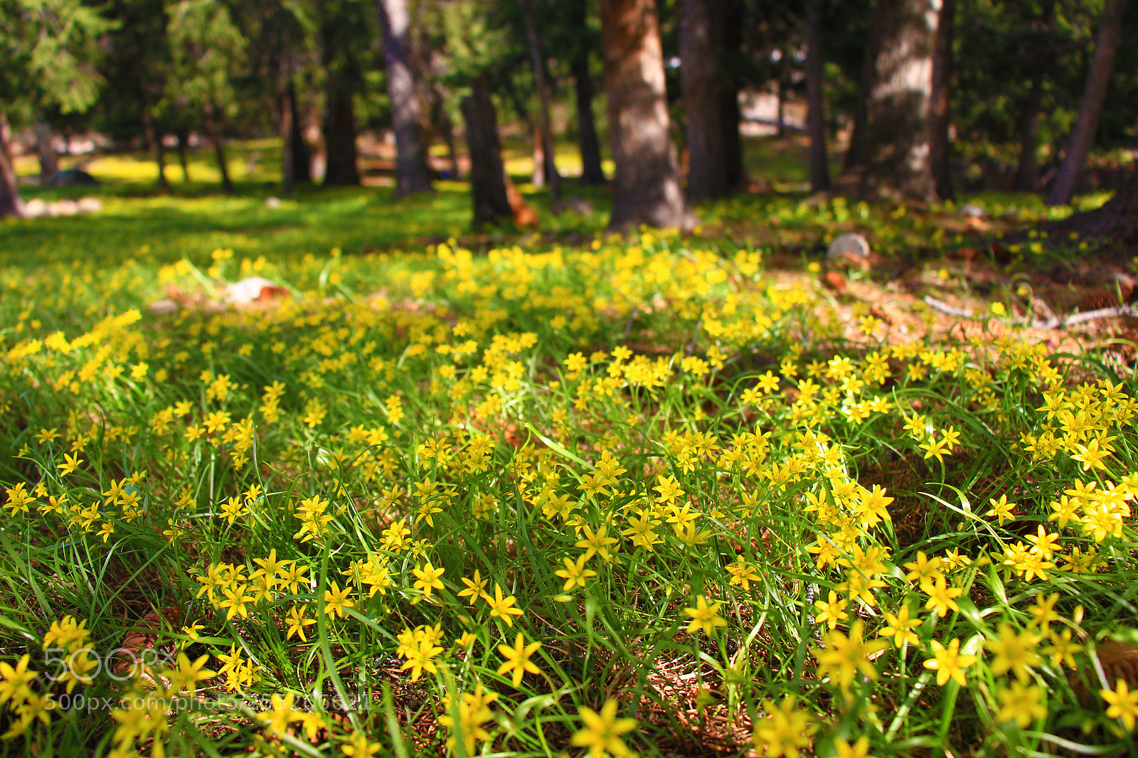 Canon EOS 700D (EOS Rebel T5i / EOS Kiss X7i) sample photo. Img photography