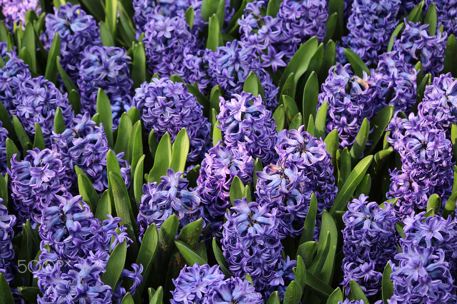 Canon EF-S 55-250mm F4-5.6 IS sample photo. Royalty photography