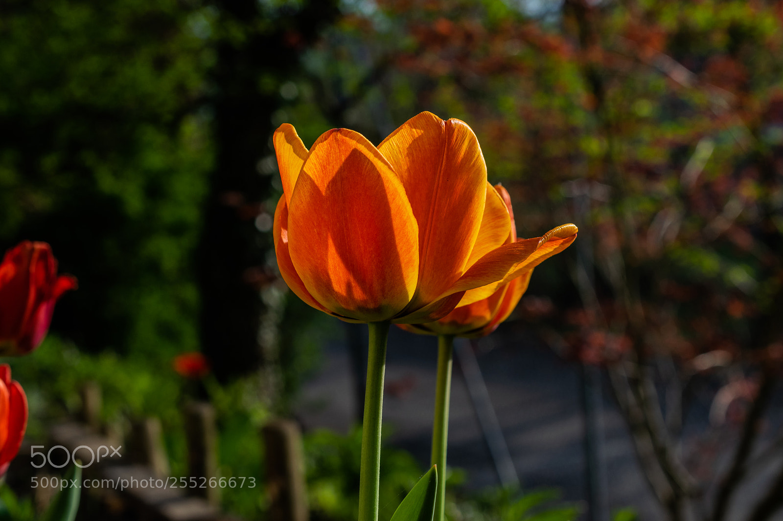 Nikon D5300 sample photo. Tulpen in der abendsonne photography