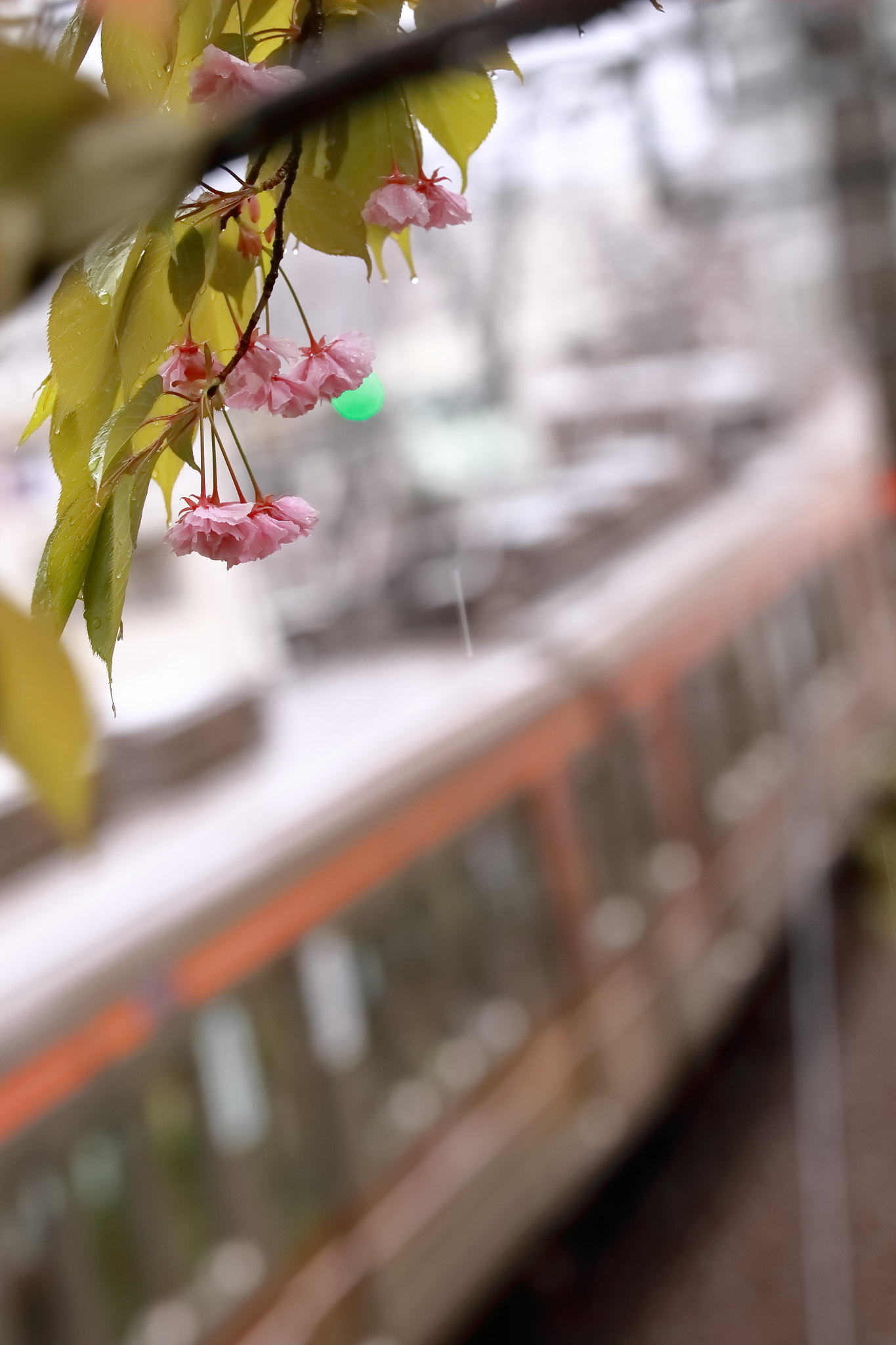 Sigma 50-100mm F1.8 DC HSM Art sample photo. Cherry blossom photography