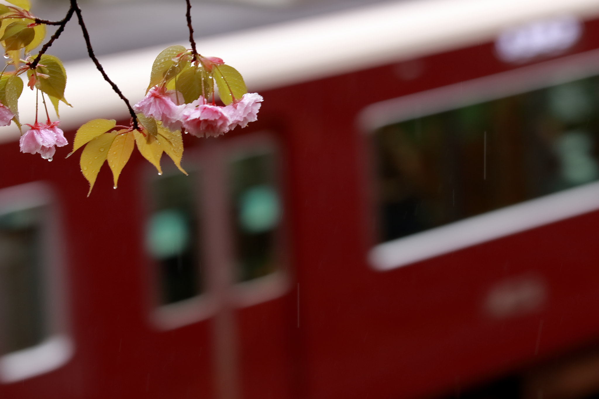 Canon EOS 7D Mark II + Sigma 50-100mm F1.8 DC HSM Art sample photo. Cherry blossom photography