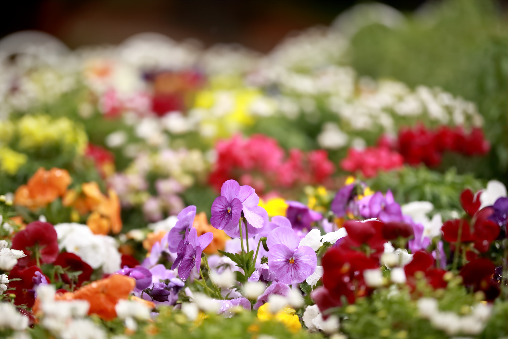 Canon EOS 7D Mark II + Sigma 50-100mm F1.8 DC HSM Art sample photo. Flower bed photography