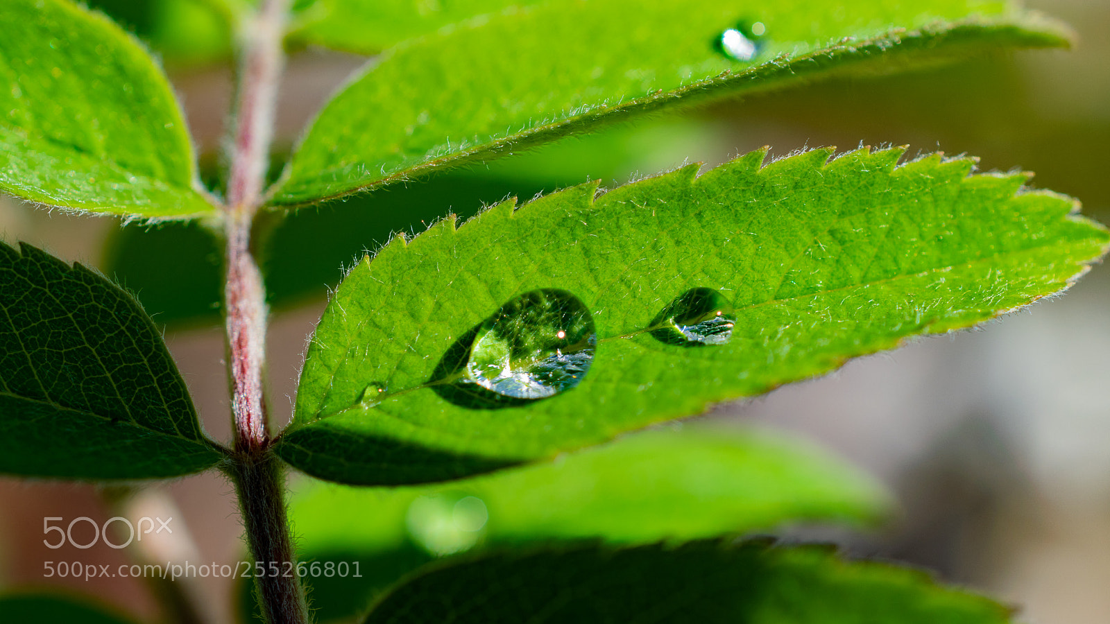 Nikon D5300 sample photo. Tautropfen photography