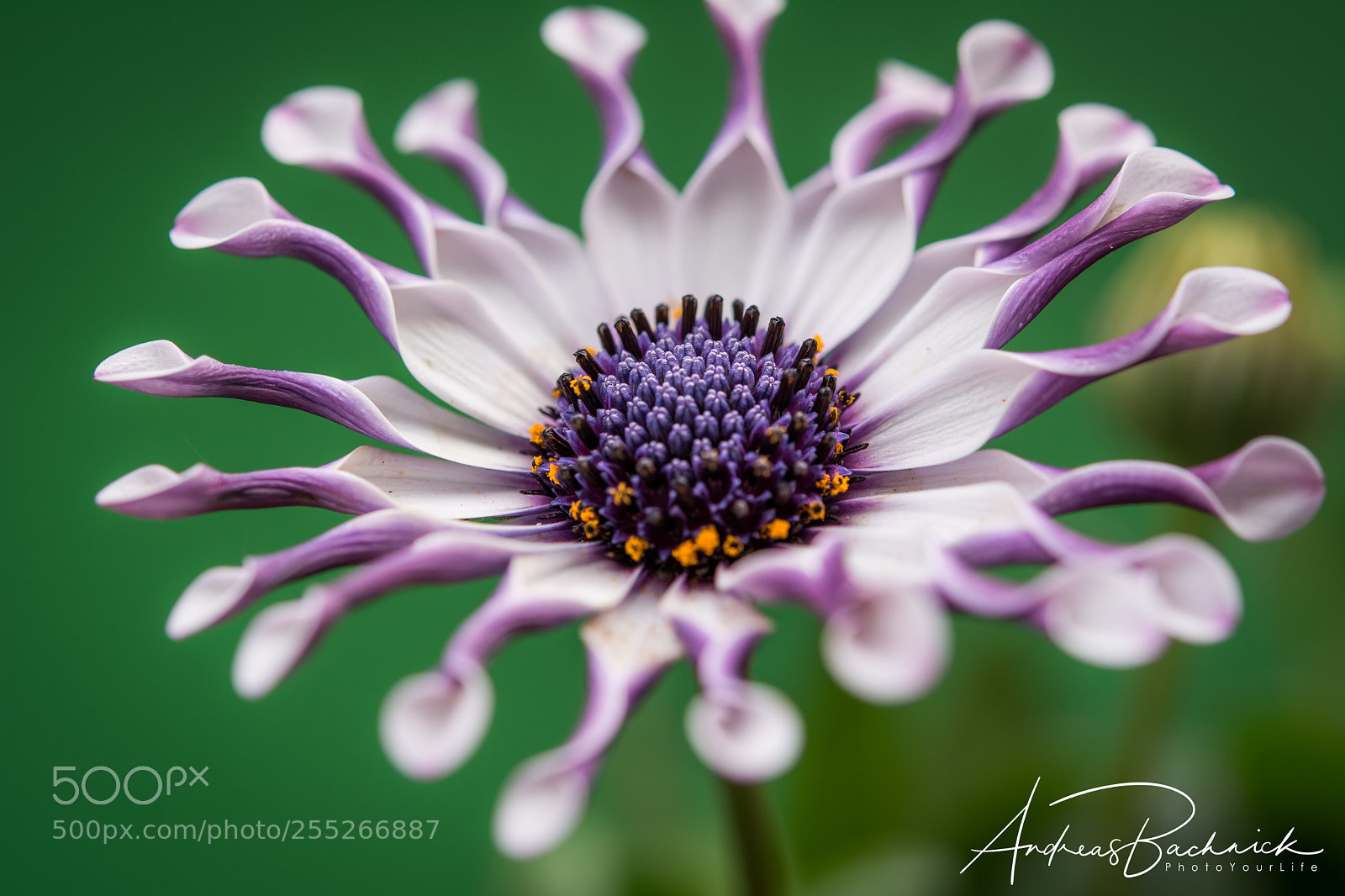 Nikon D5200 sample photo. Cap daisy photography
