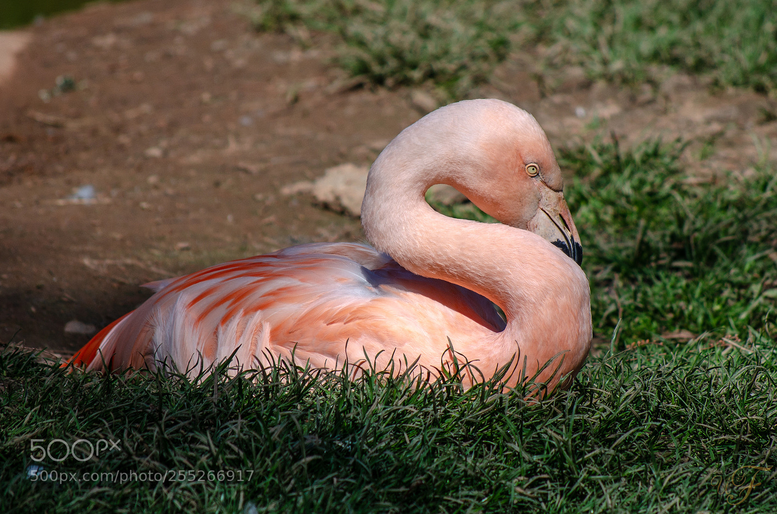 Nikon D5100 sample photo. Ruhender flamingo photography