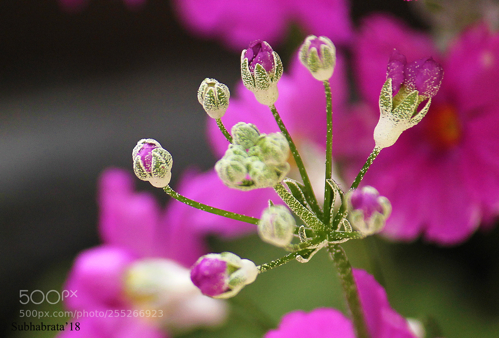 Canon EOS 1100D (EOS Rebel T3 / EOS Kiss X50) sample photo. Blooming... photography