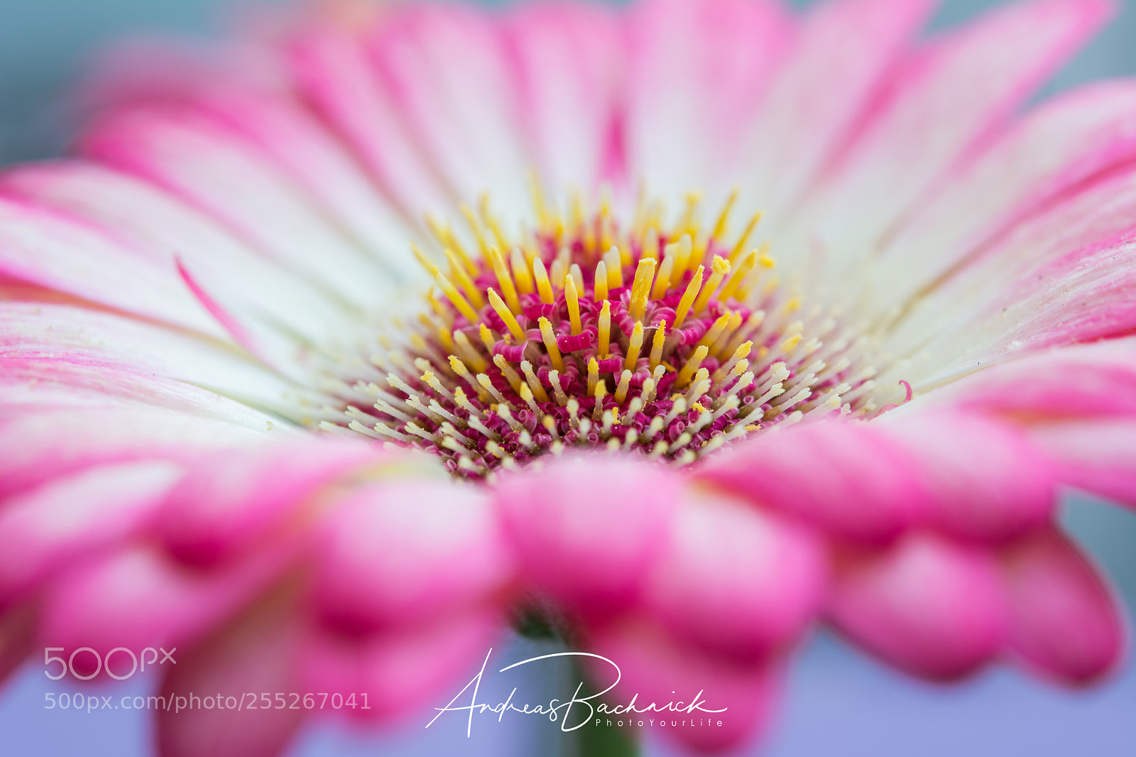 Nikon D5200 sample photo. Pink shining photography