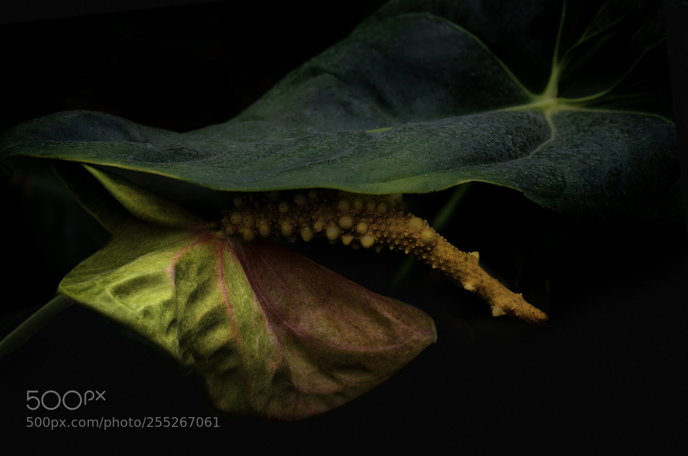 Pentax K-5 sample photo. Araceae anthurium andreanum photography