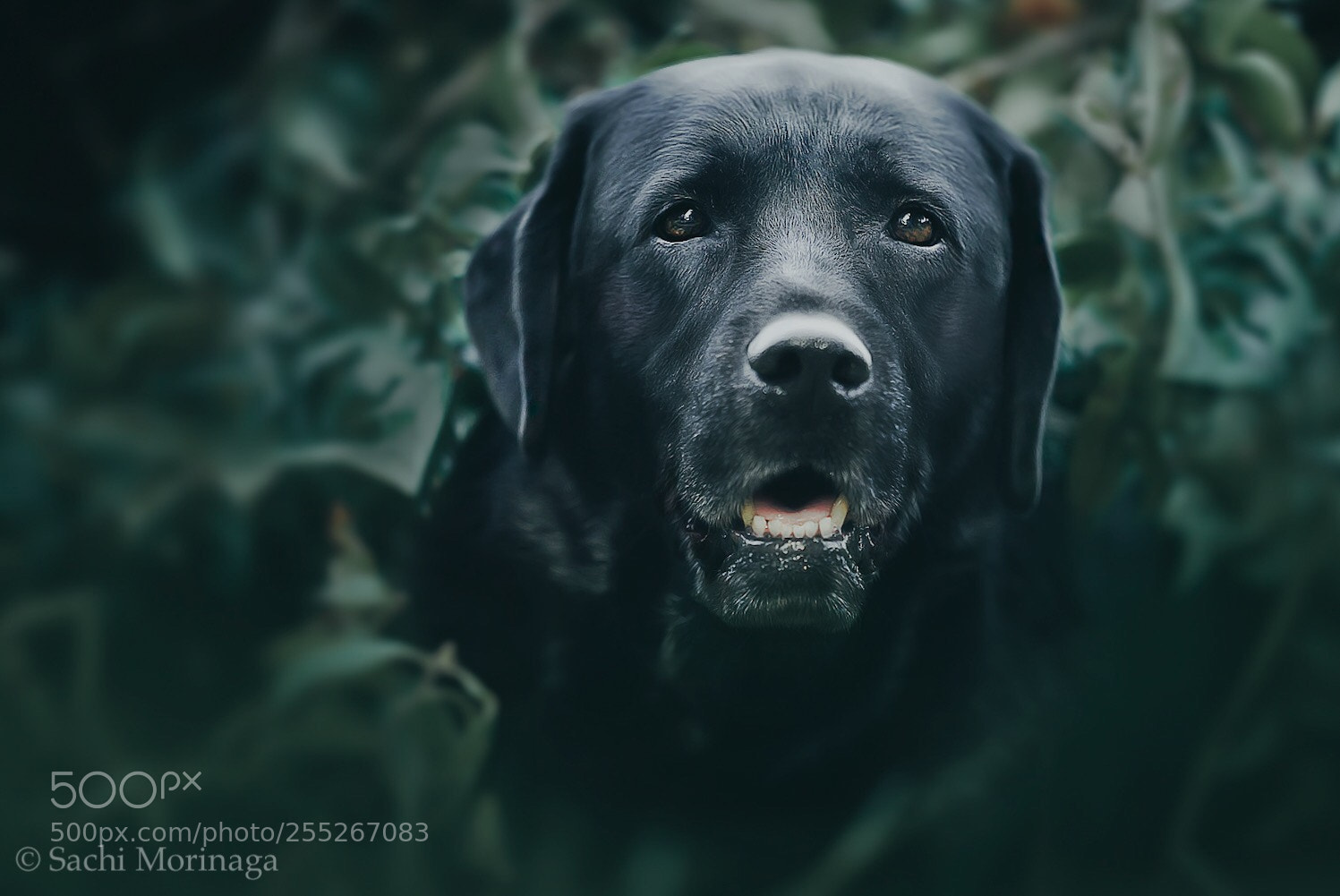 Sony a7 III sample photo. Untitled photography
