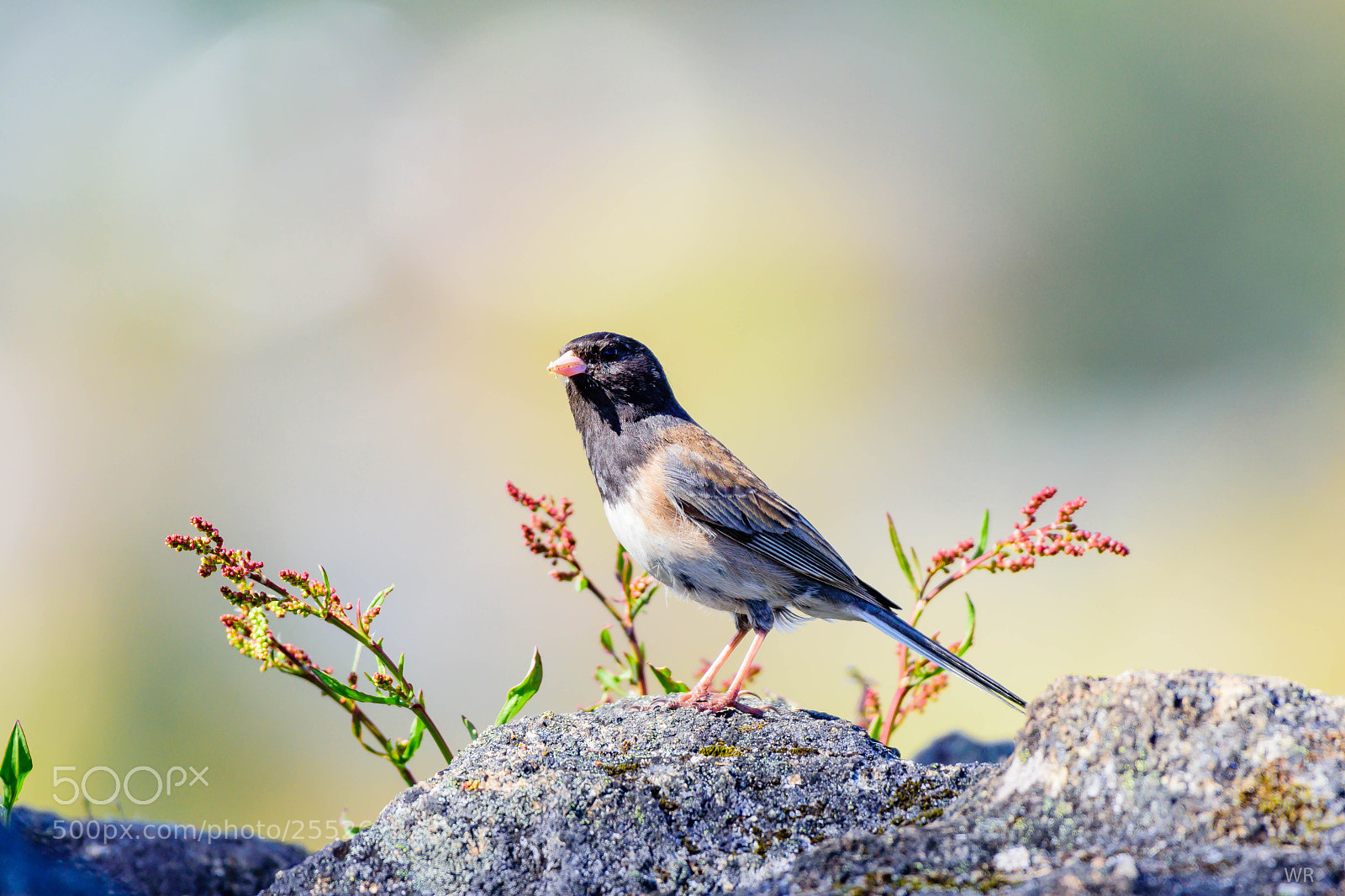 Nikon D7200 sample photo. Junco bird. photography