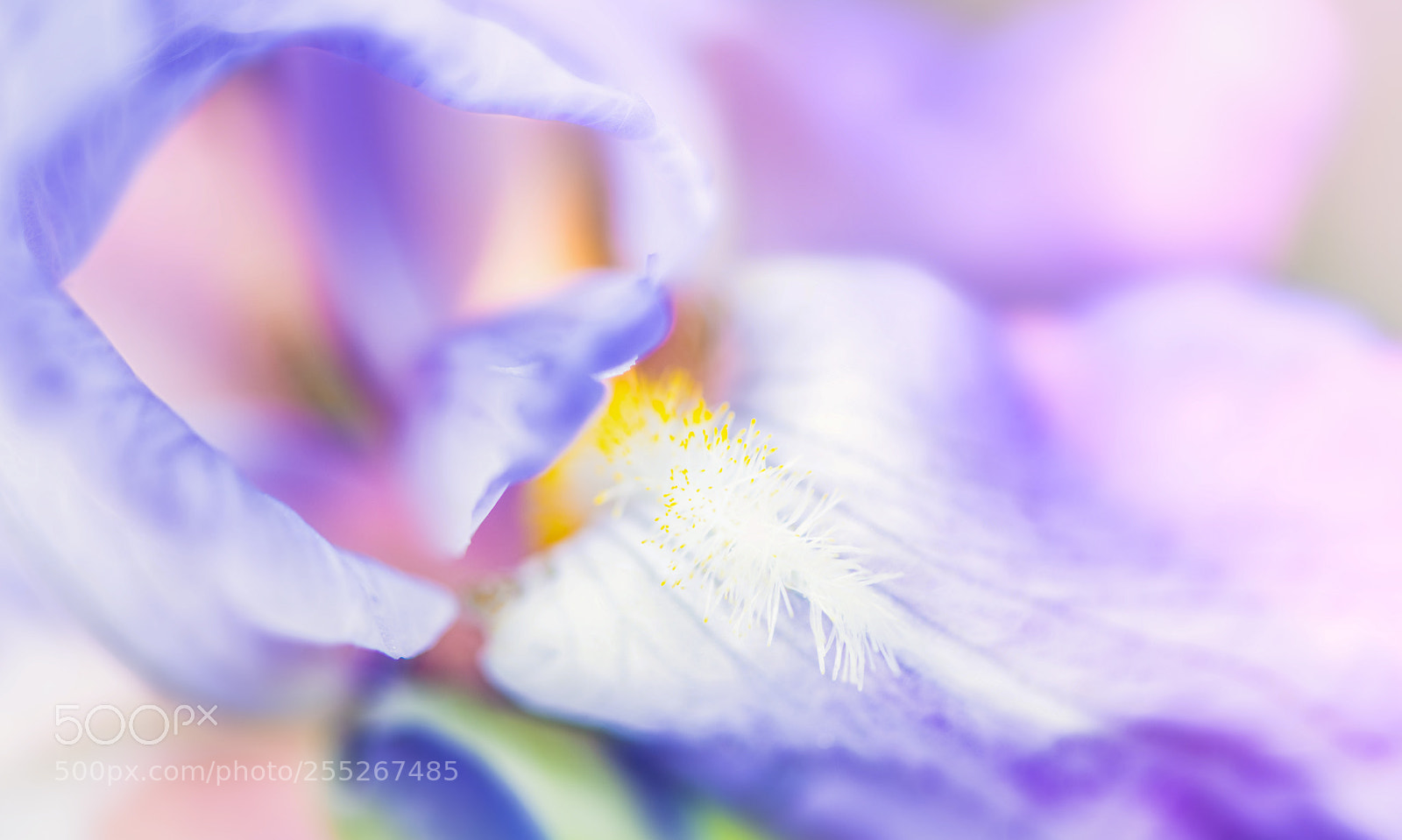 Nikon D850 sample photo. Suggestive softness of spring ... photography