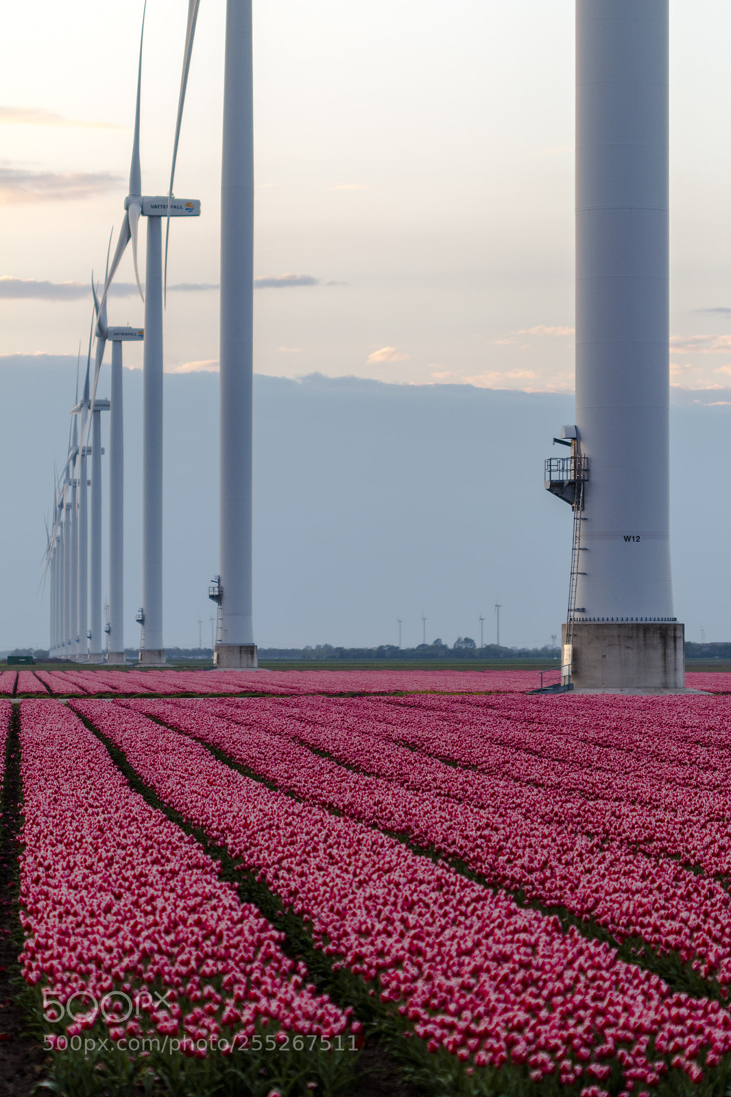 Canon EOS 70D sample photo. Tulip energy photography