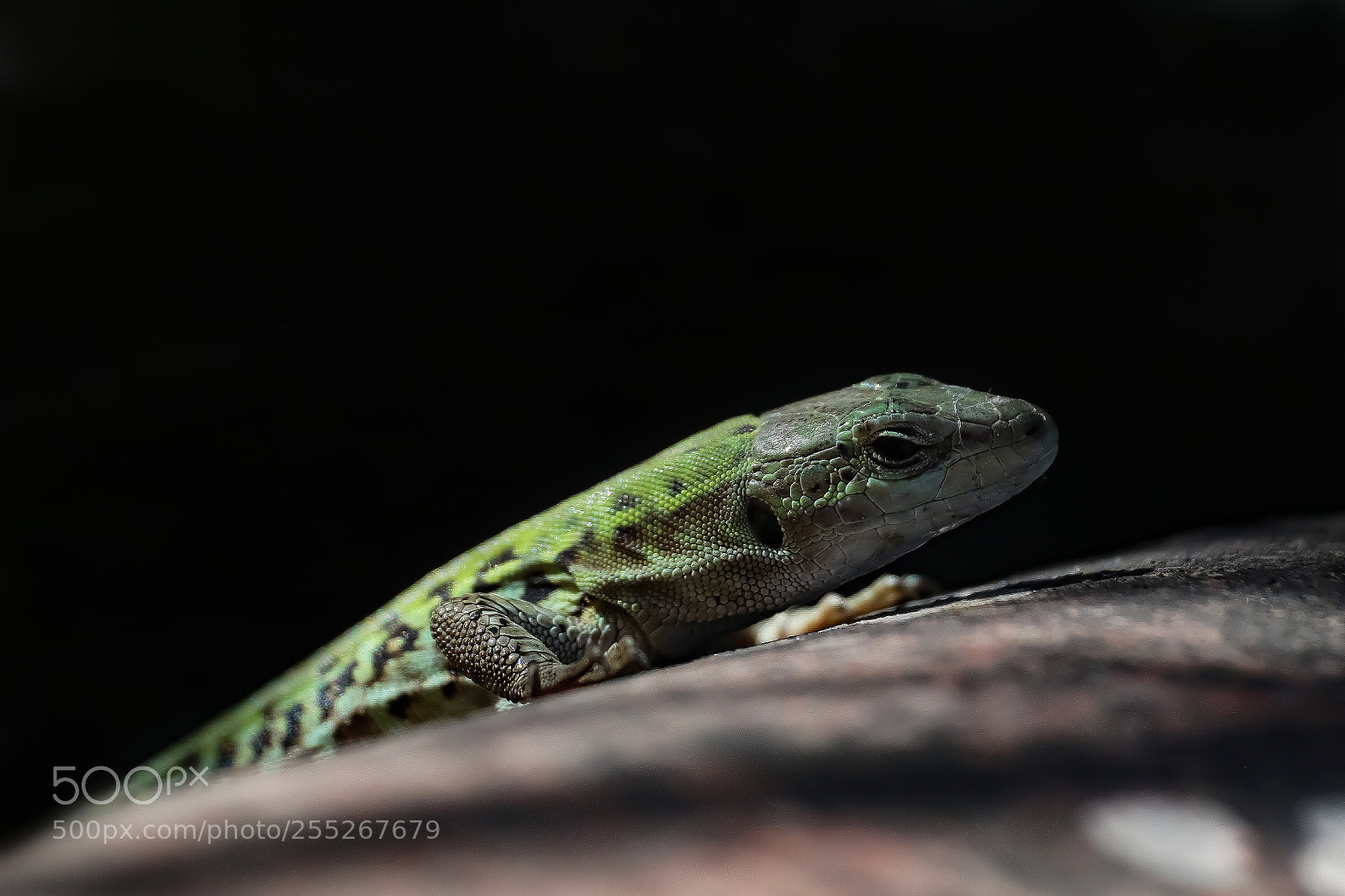 Canon EOS 7D Mark II sample photo. Untitled photography