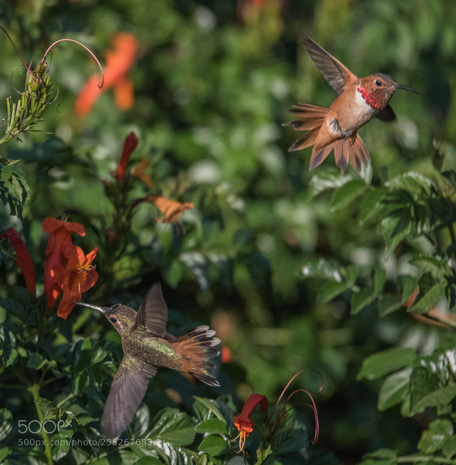 Nikon D810 sample photo. Burbank hummingbirds -1 photography