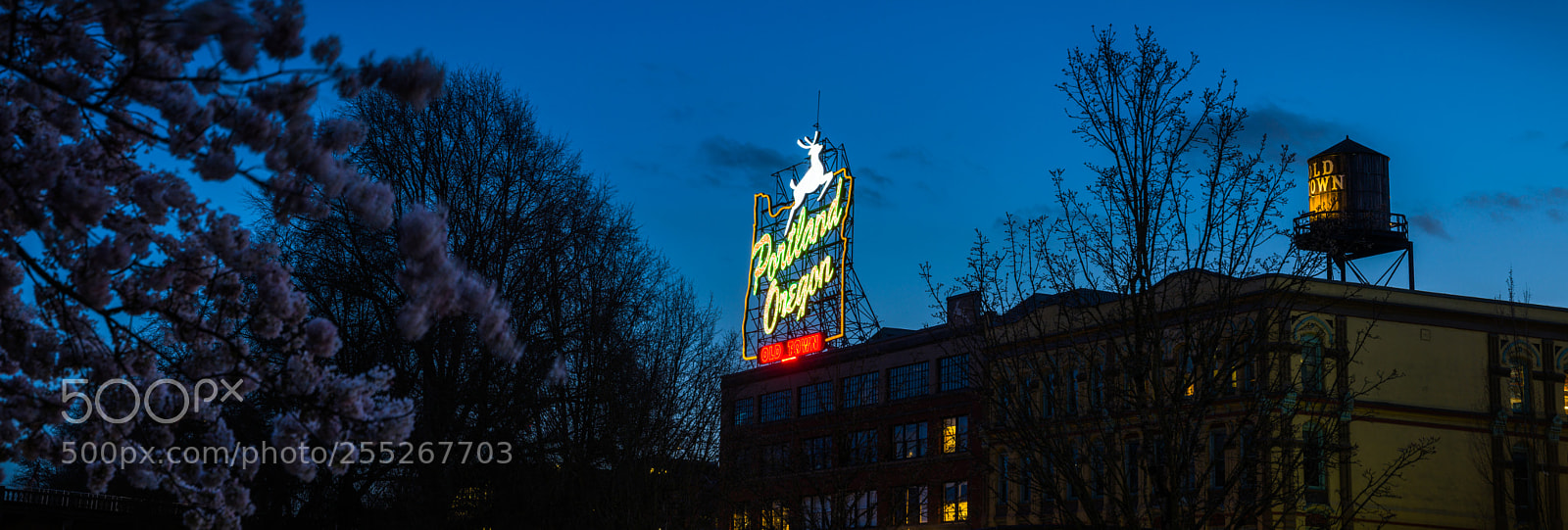 Sony a7R II sample photo. Portland, or photography