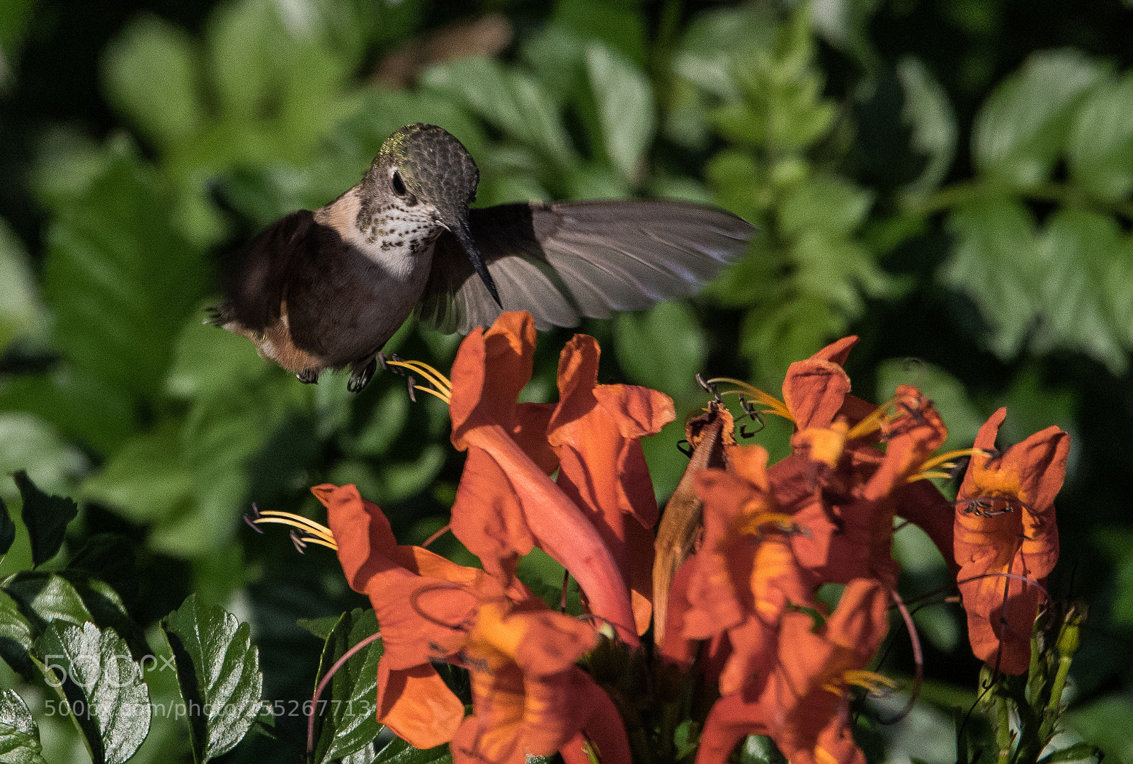 Nikon D810 sample photo. Burbank hummingbirds -3 photography