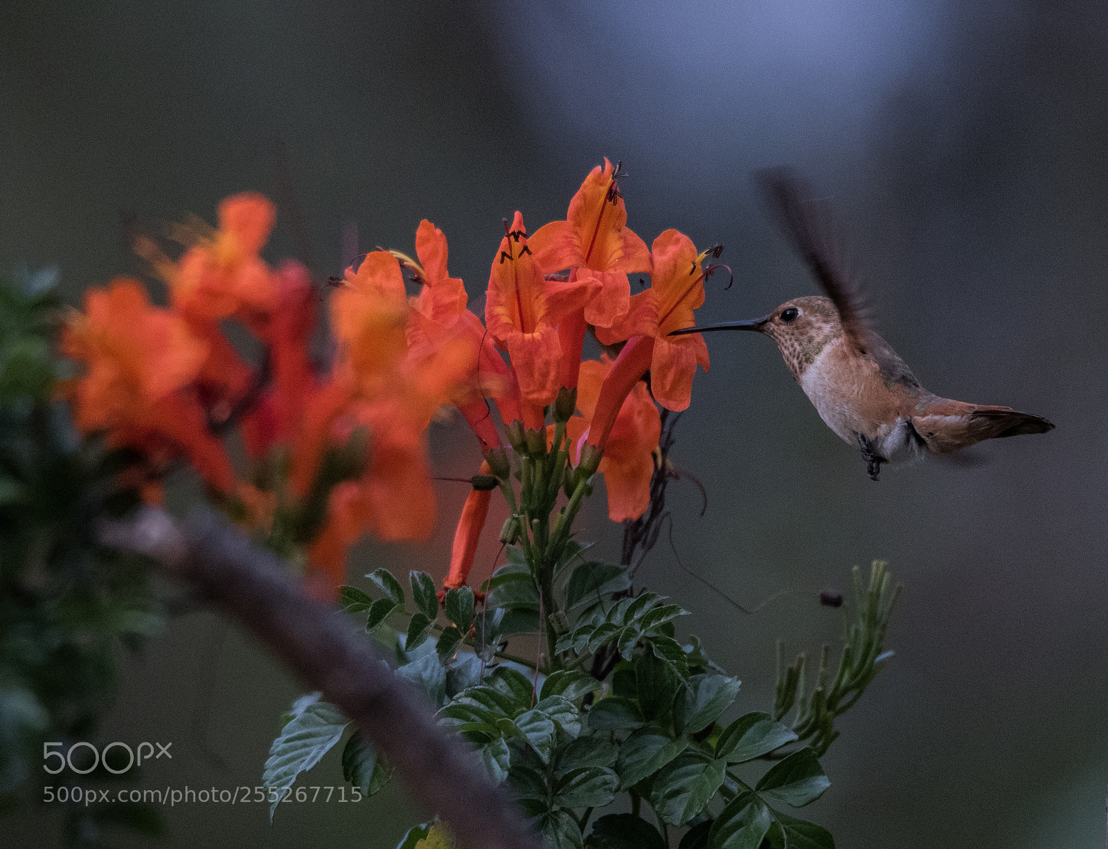Nikon D810 sample photo. Burbank hummingbirds -4 photography