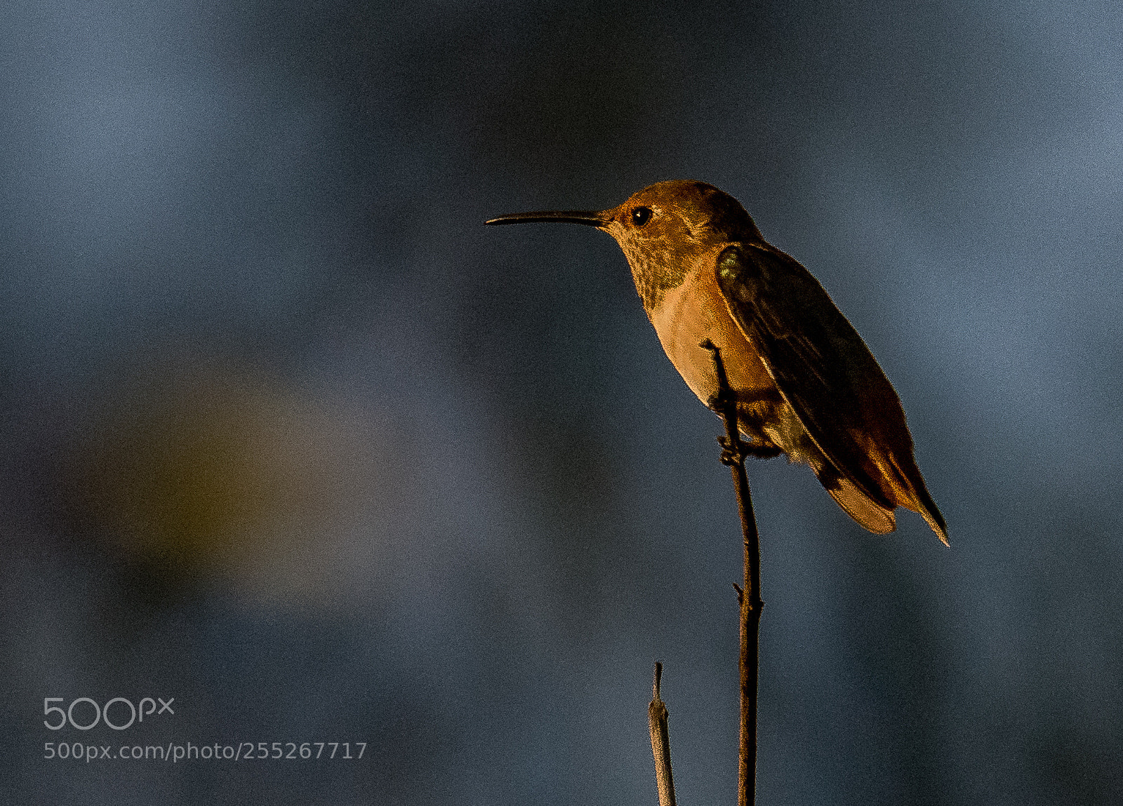 Nikon D810 sample photo. Burbank hummingbirds -5 photography