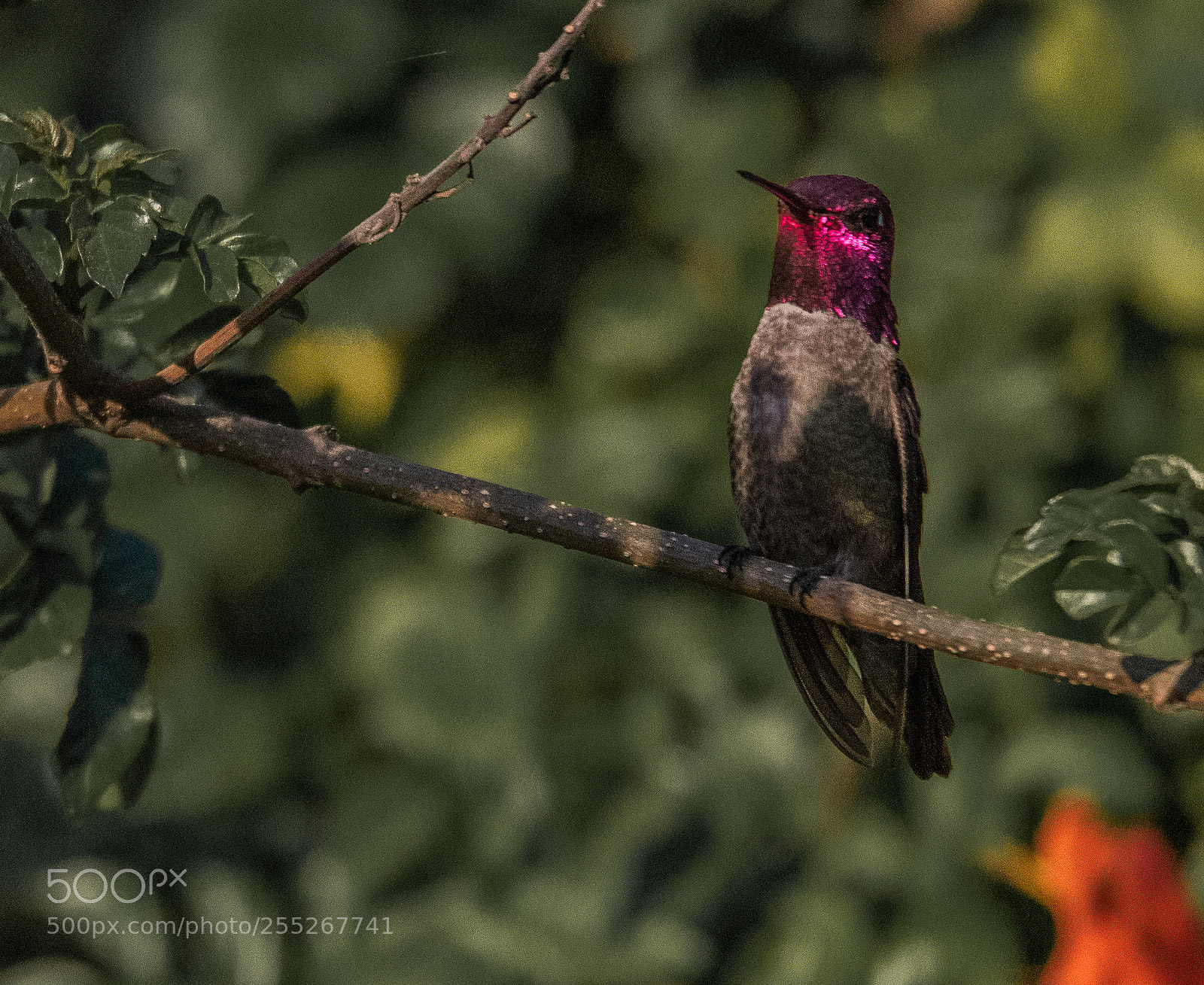 Nikon D810 sample photo. Burbank hummingbirds -7 photography
