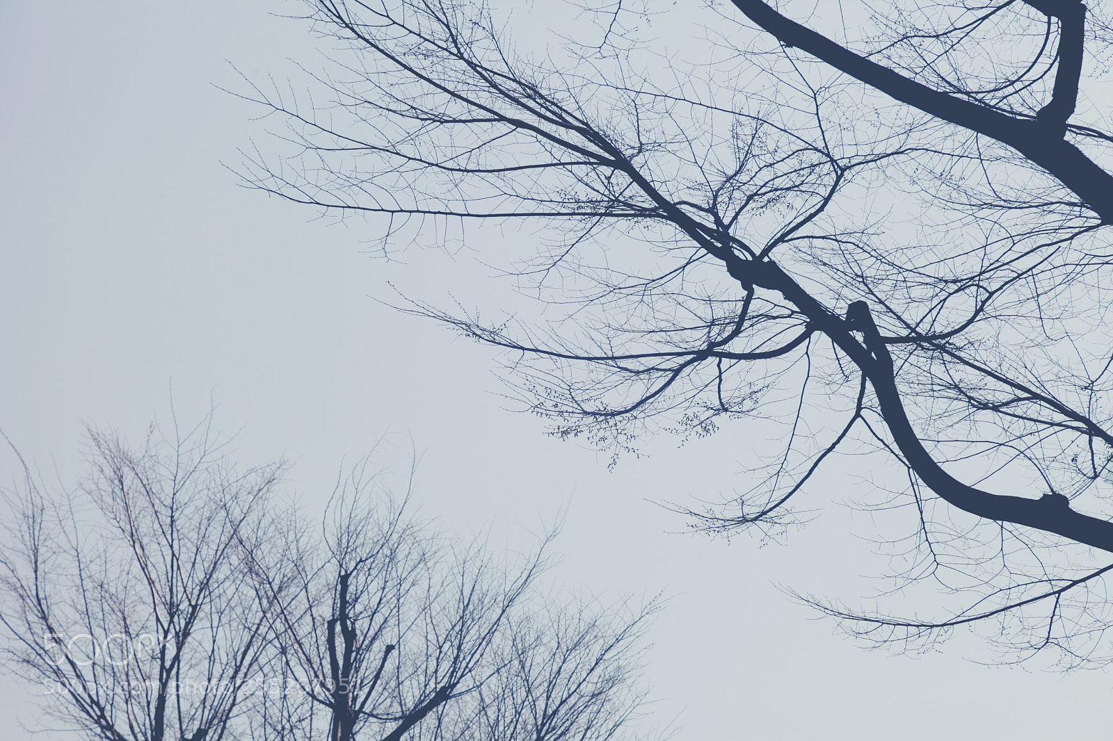 Canon EOS 5D Mark II sample photo. Branch trees with sky photography