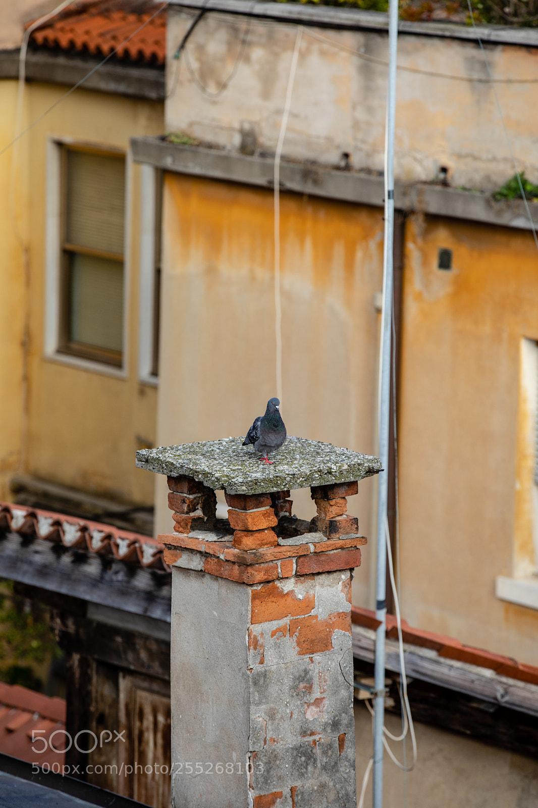 Canon EOS 5D Mark IV sample photo. Roofs of venice photography