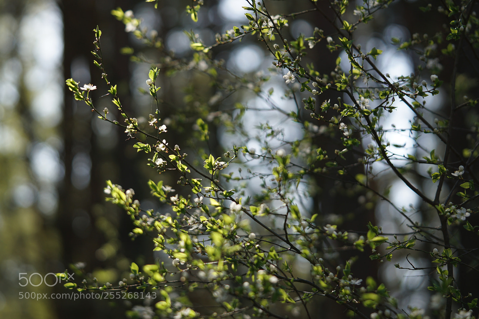 Sony a6000 sample photo. One sunny afternoon in photography