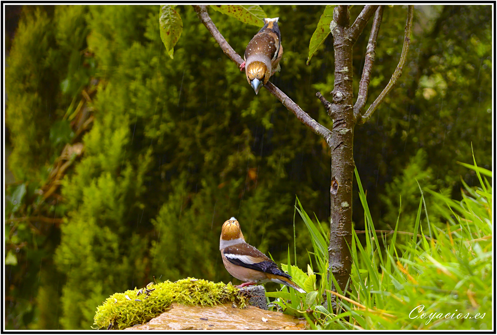 Canon EOS 7D Mark II sample photo. Picogordo (coccothraustes coccothraustes) photography