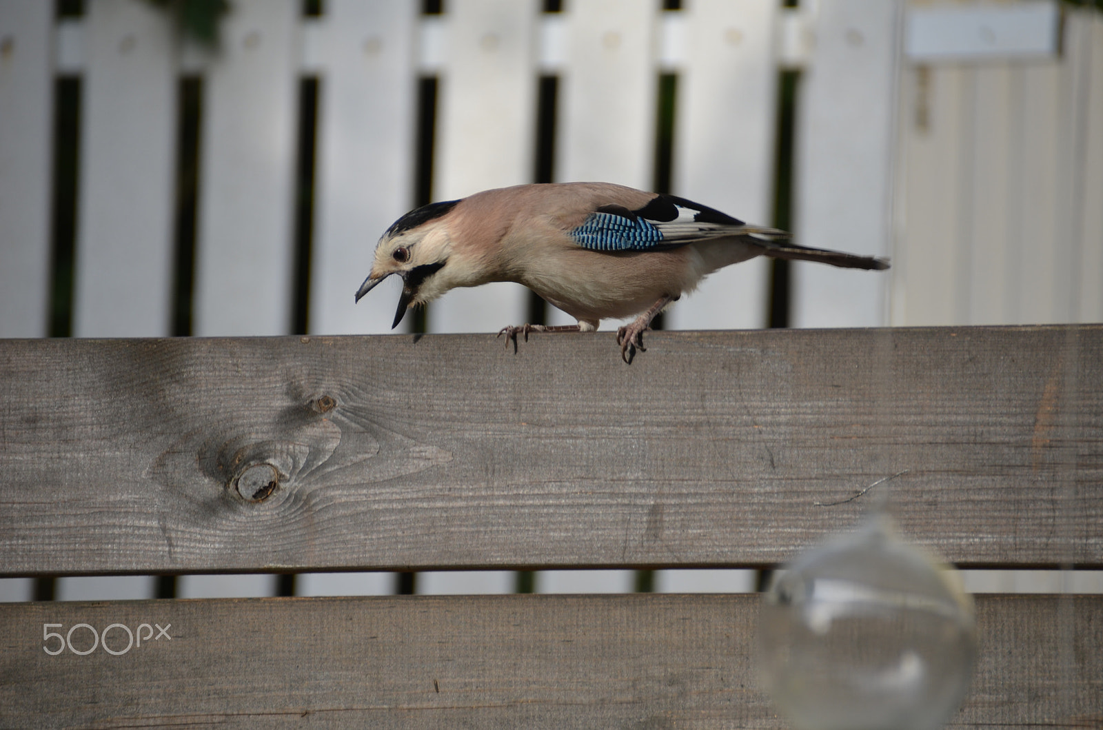 Nikon D7000 sample photo. Angrey bird photography